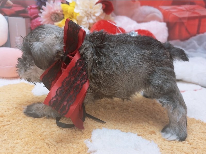 愛知県のミニチュアシュナウザー (ペッツワン豊田四郷店/2025年10月4日生まれ/女の子/ソルトペッパー)の子犬の3枚目の画像