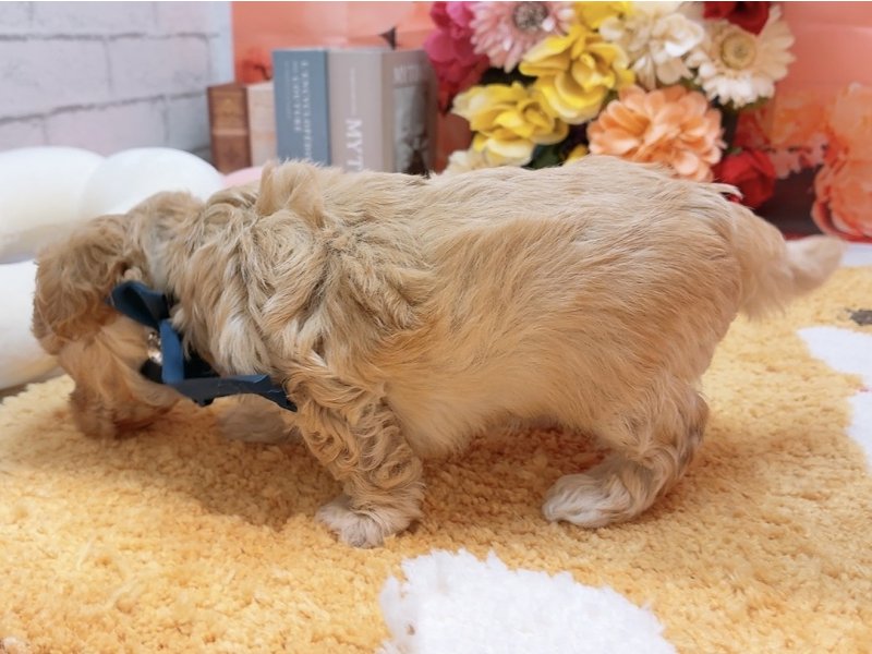 愛知県のハーフ犬・ミックス犬 (ペッツワン豊田四郷店/2025年11月7日生まれ/男の子/アプリコット)の子犬の3枚目の画像