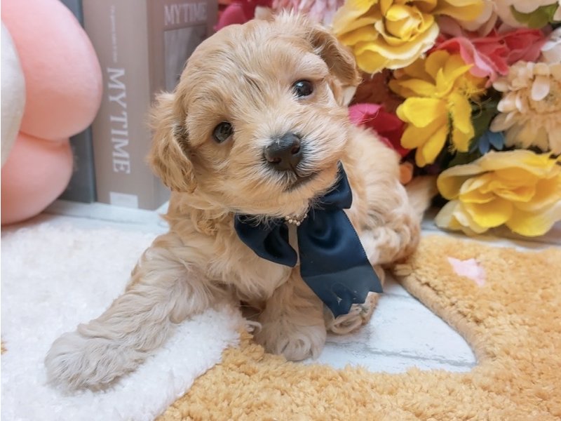 愛知県のハーフ犬・ミックス犬 (ペッツワン豊田四郷店/2025年11月7日生まれ/男の子/アプリコット)の子犬の2枚目の画像