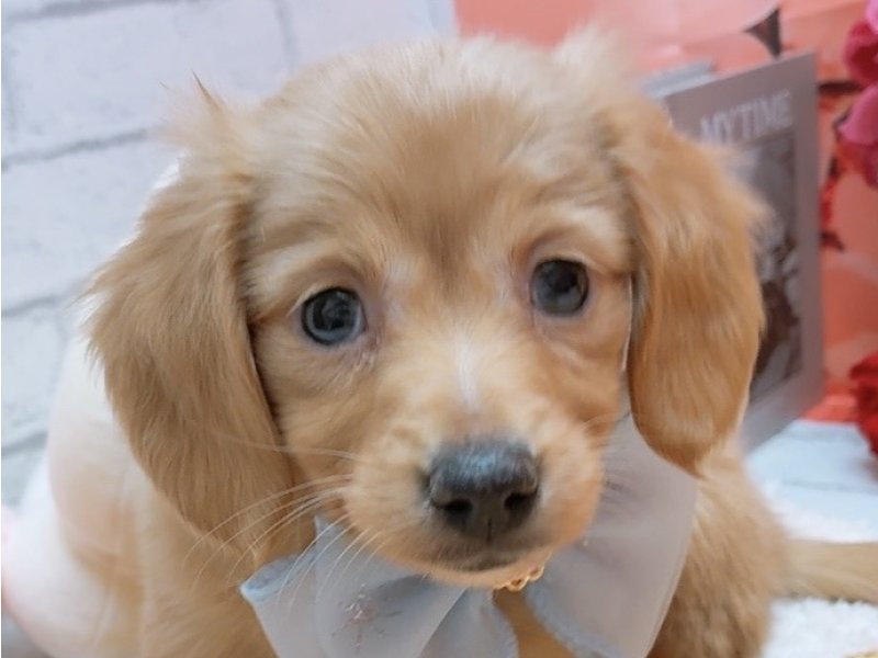 愛知県のミニチュアダックスフンド(ロング) (ペッツワン豊田四郷店/2025年11月8日生まれ/女の子/ゴールド)の子犬の1枚目の画像