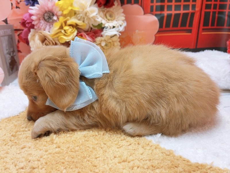 愛知県のミニチュアダックスフンド(ロング) (ペッツワン豊田四郷店/2025年11月8日生まれ/女の子/ゴールド)の子犬の3枚目の画像