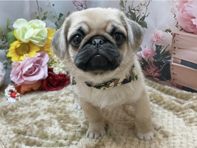 愛知県のハーフ犬・ミックス犬 (ペッツワン豊田四郷店/2025年10月3日生まれ/男の子/フォーン)の子犬の2枚目の画像