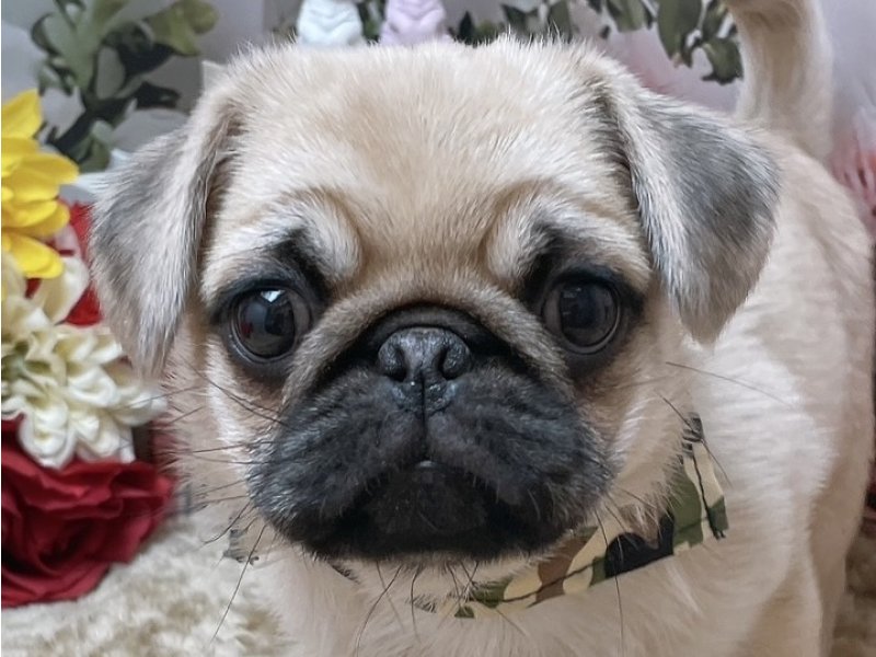 愛知県のハーフ犬・ミックス犬 (ペッツワン豊田四郷店/2025年10月3日生まれ/男の子/フォーン)の子犬の1枚目の画像