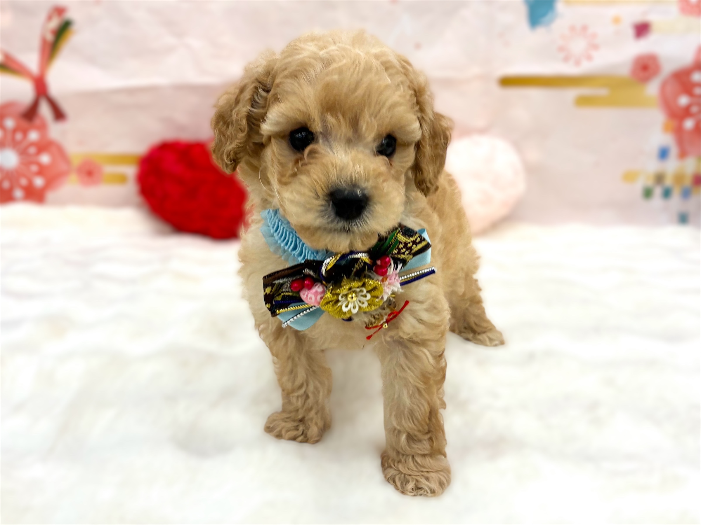 兵庫県のトイプードル(トイ) (ペッツワン神戸深江浜店/2025年11月6日生まれ/男の子/ペールフォーン)の子犬の3枚目の画像