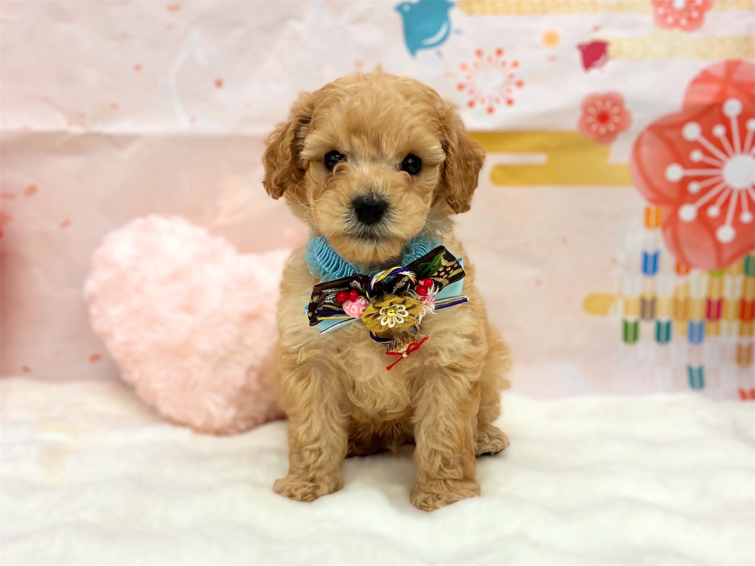 兵庫県のトイプードル(トイ) (ペッツワン神戸深江浜店/2025年11月6日生まれ/男の子/ペールフォーン)の子犬の1枚目の画像