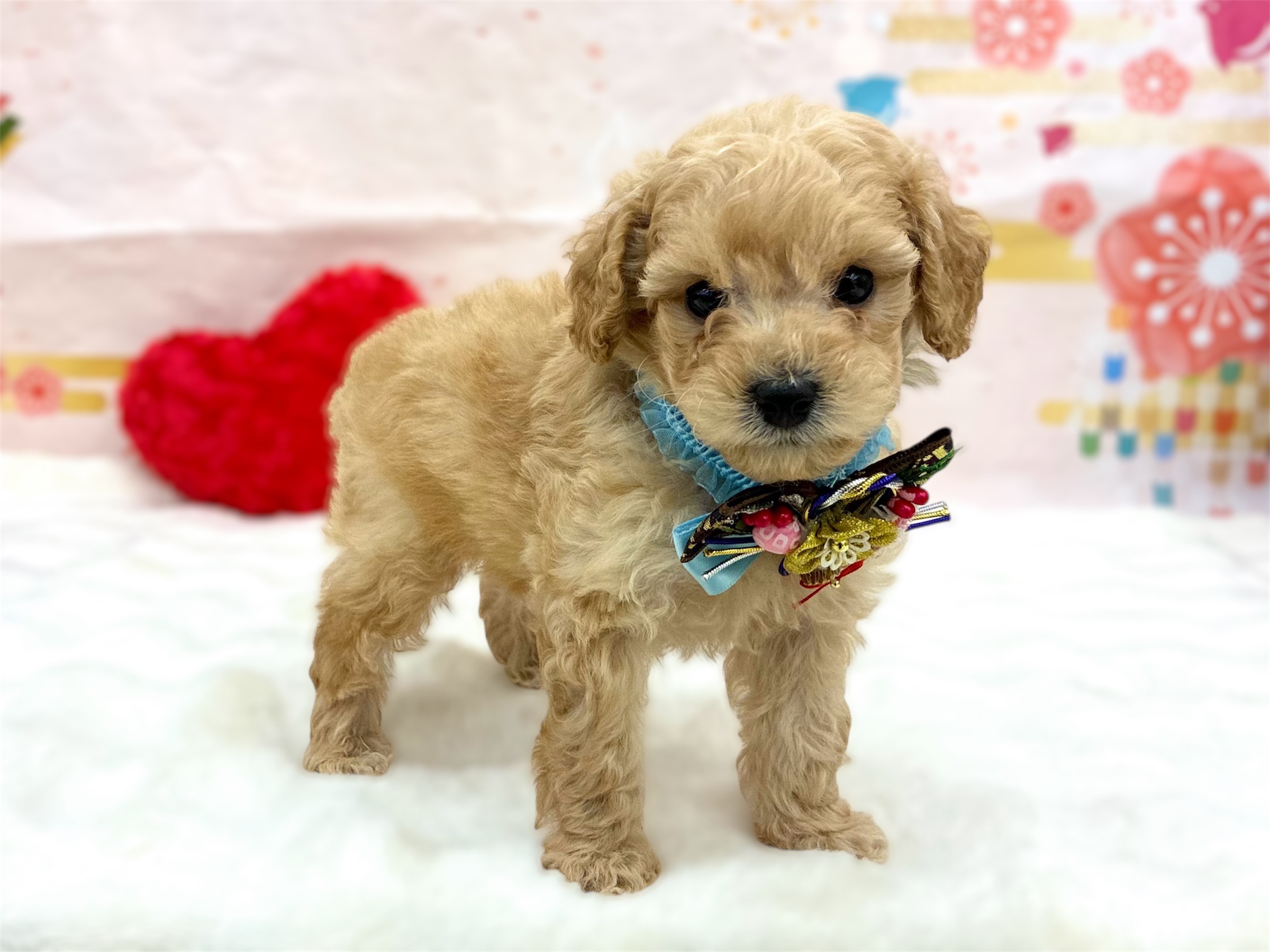 兵庫県のトイプードル(トイ) (ペッツワン神戸深江浜店/2025年11月6日生まれ/男の子/ペールフォーン)の子犬の2枚目の画像