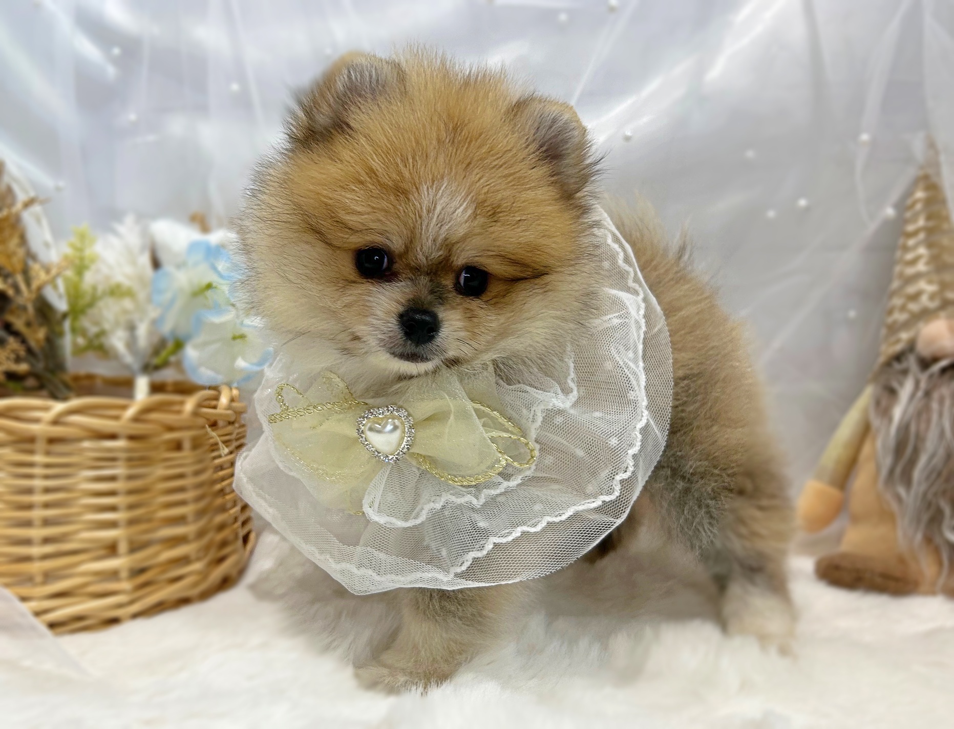 滋賀県のポメラニアン (ペッツワン堅田店/2025年11月8日生まれ/男の子/オレンジホワイト)の子犬の2枚目の画像