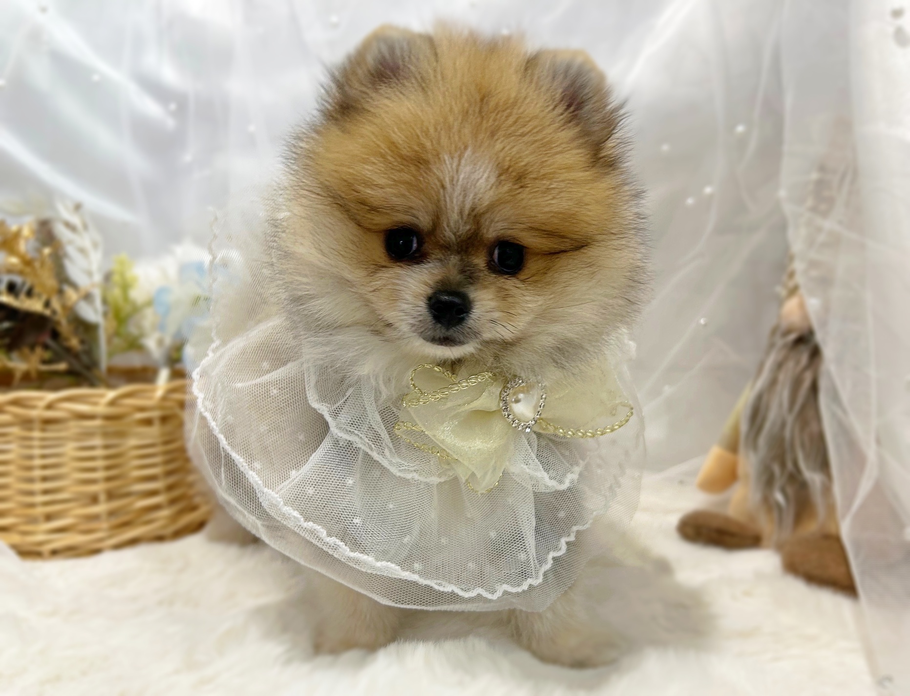 滋賀県のポメラニアン (ペッツワン堅田店/2025年11月8日生まれ/男の子/オレンジホワイト)の子犬の3枚目の画像