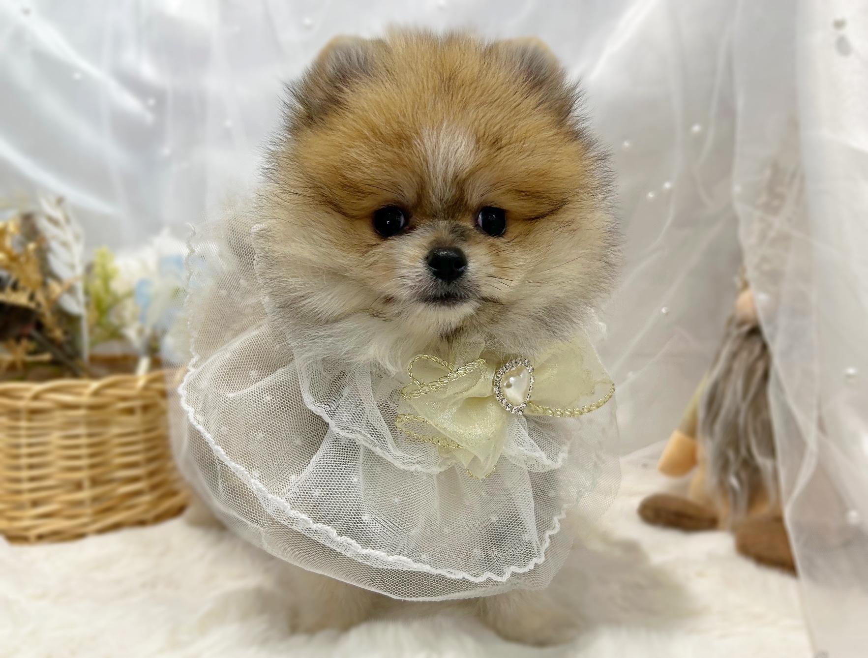 滋賀県のポメラニアン (ペッツワン堅田店/2025年11月8日生まれ/男の子/オレンジホワイト)の子犬の1枚目の画像