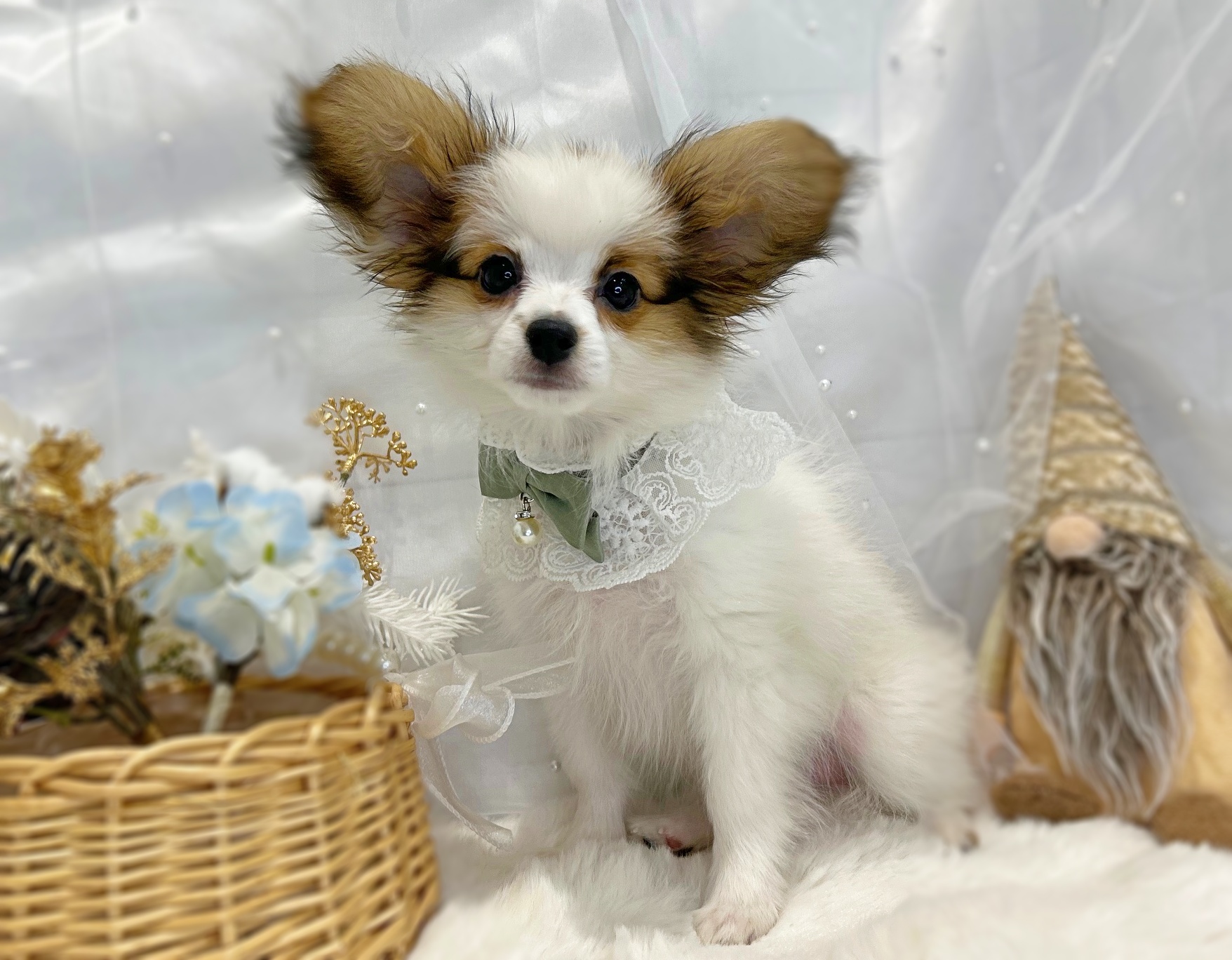 滋賀県のパピヨン (ペッツワン堅田店/2025年9月18日生まれ/男の子/ホワイトブラウン)の子犬の2枚目の画像