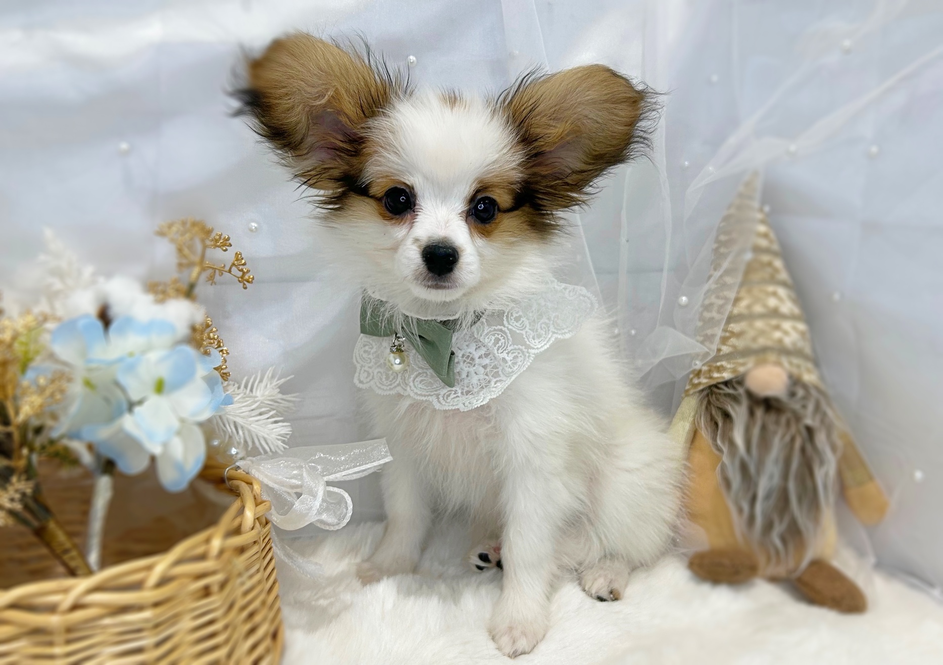 滋賀県のパピヨン (ペッツワン堅田店/2025年9月18日生まれ/男の子/ホワイトブラウン)の子犬の3枚目の画像