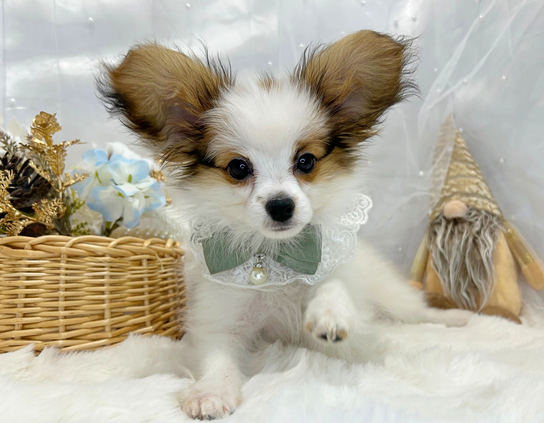 滋賀県のパピヨン (ペッツワン堅田店/2025年9月18日生まれ/男の子/ホワイトブラウン)の子犬の1枚目の画像