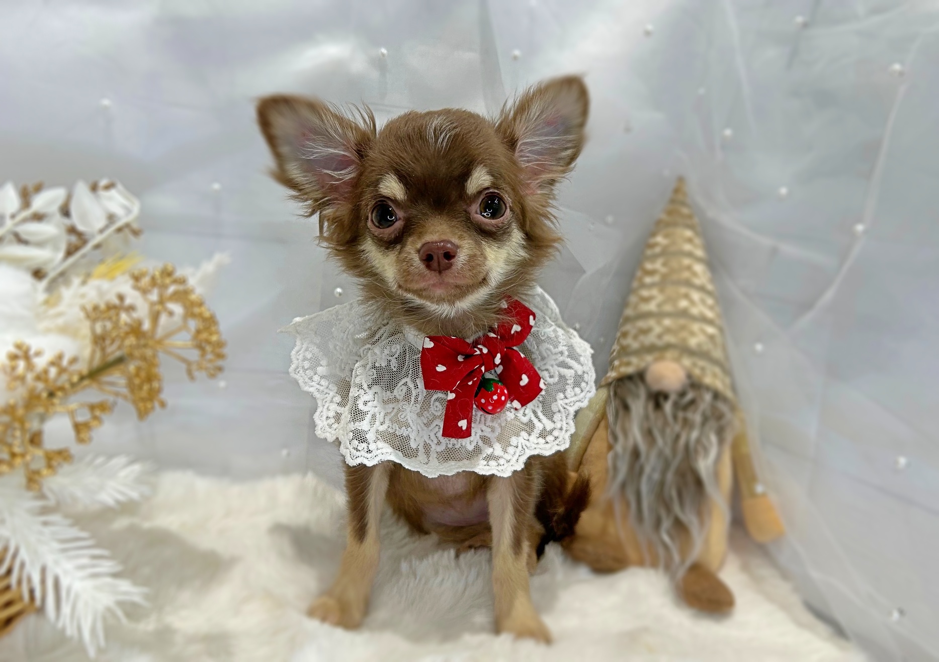 滋賀県のチワワ(ロング) (ペッツワン堅田店/2025年9月4日生まれ/女の子/チョコレートクリーム)の子犬の3枚目の画像