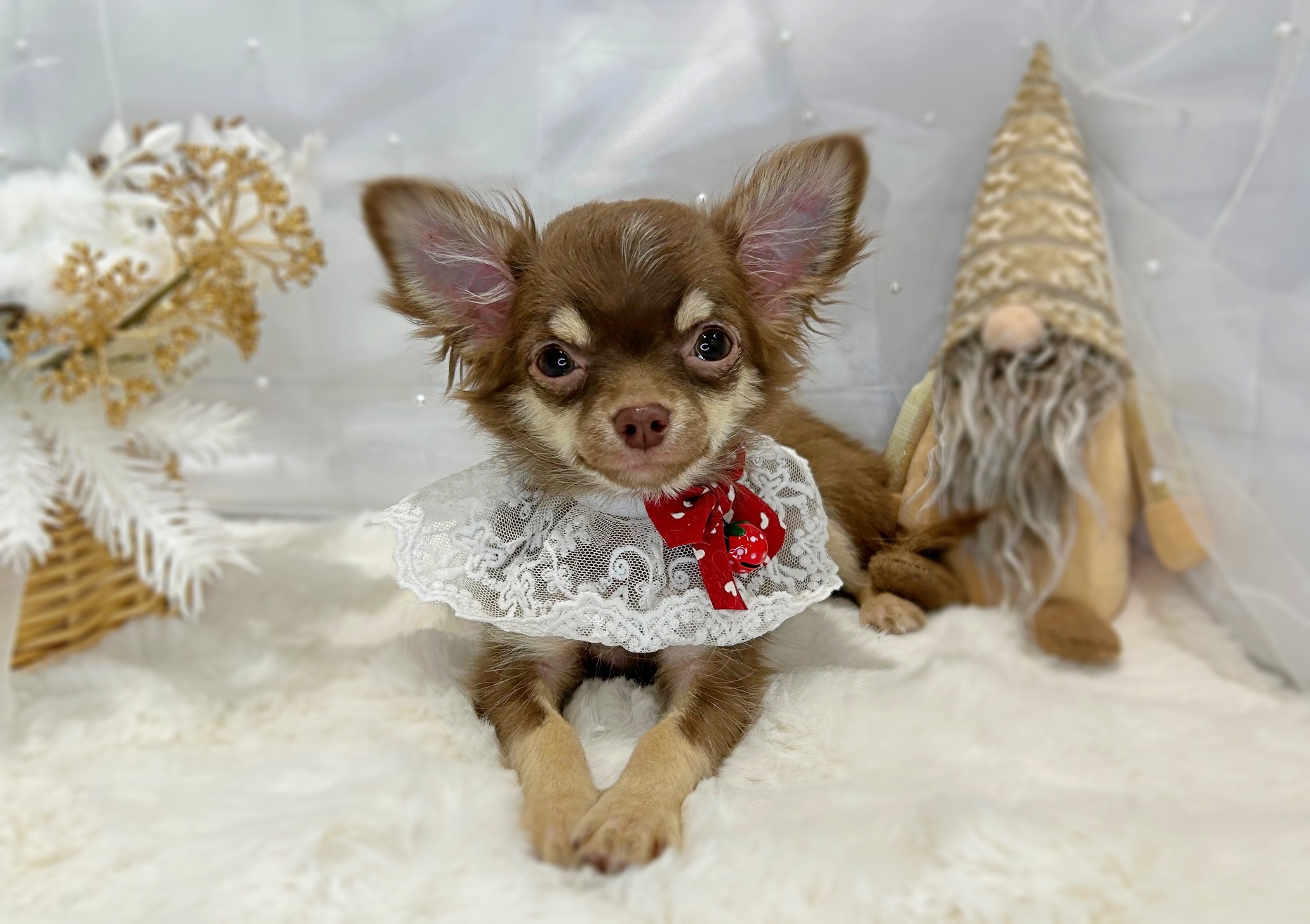 滋賀県のチワワ(ロング) (ペッツワン堅田店/2025年9月4日生まれ/女の子/チョコレートクリーム)の子犬の2枚目の画像