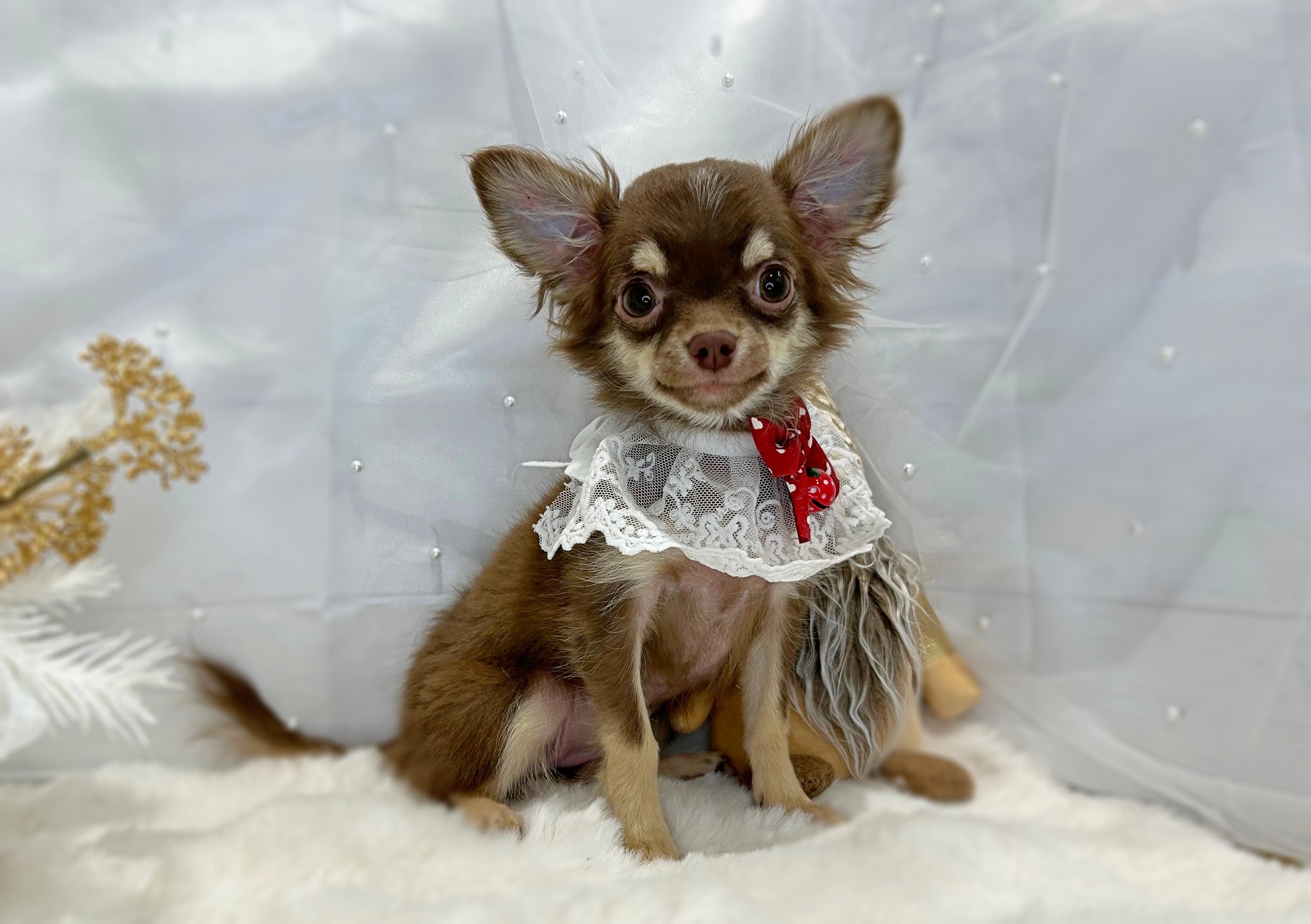 滋賀県のチワワ(ロング) (ペッツワン堅田店/2025年9月4日生まれ/女の子/チョコレートクリーム)の子犬の1枚目の画像