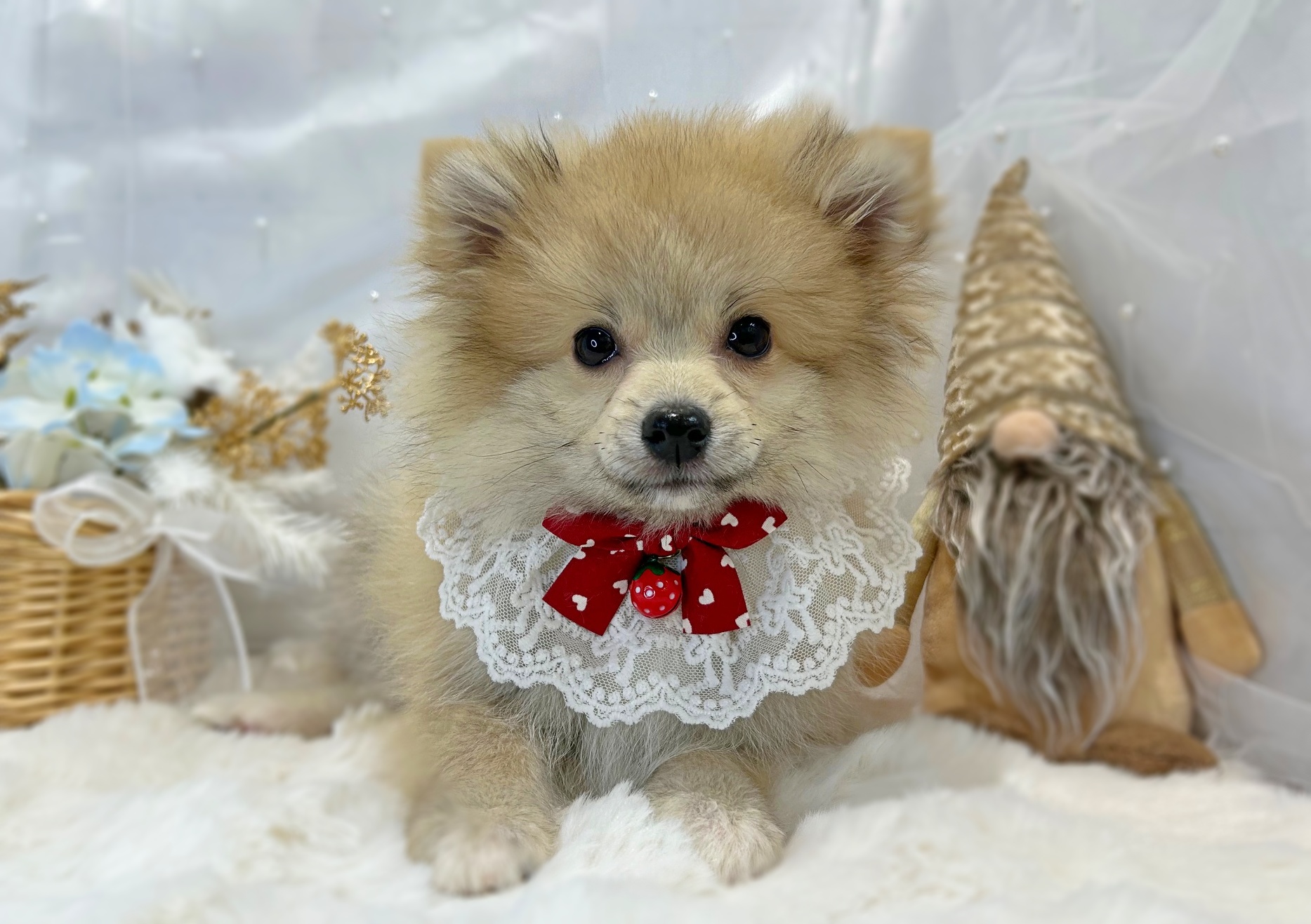 滋賀県のポメラニアン (ペッツワン堅田店/2025年9月30日生まれ/女の子/ウルフセーブル)の子犬の1枚目の画像