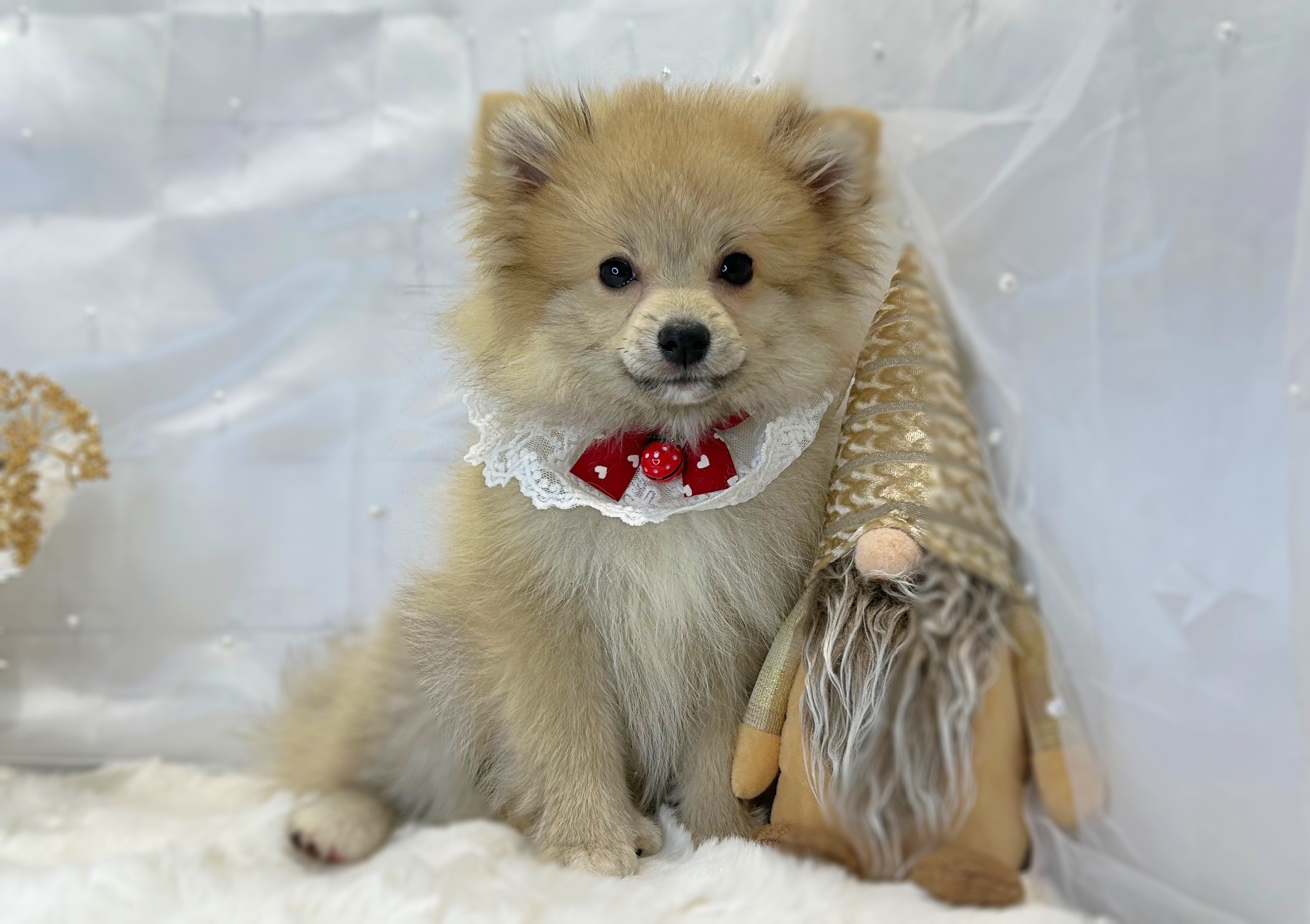 滋賀県のポメラニアン (ペッツワン堅田店/2025年9月30日生まれ/女の子/ウルフセーブル)の子犬の2枚目の画像