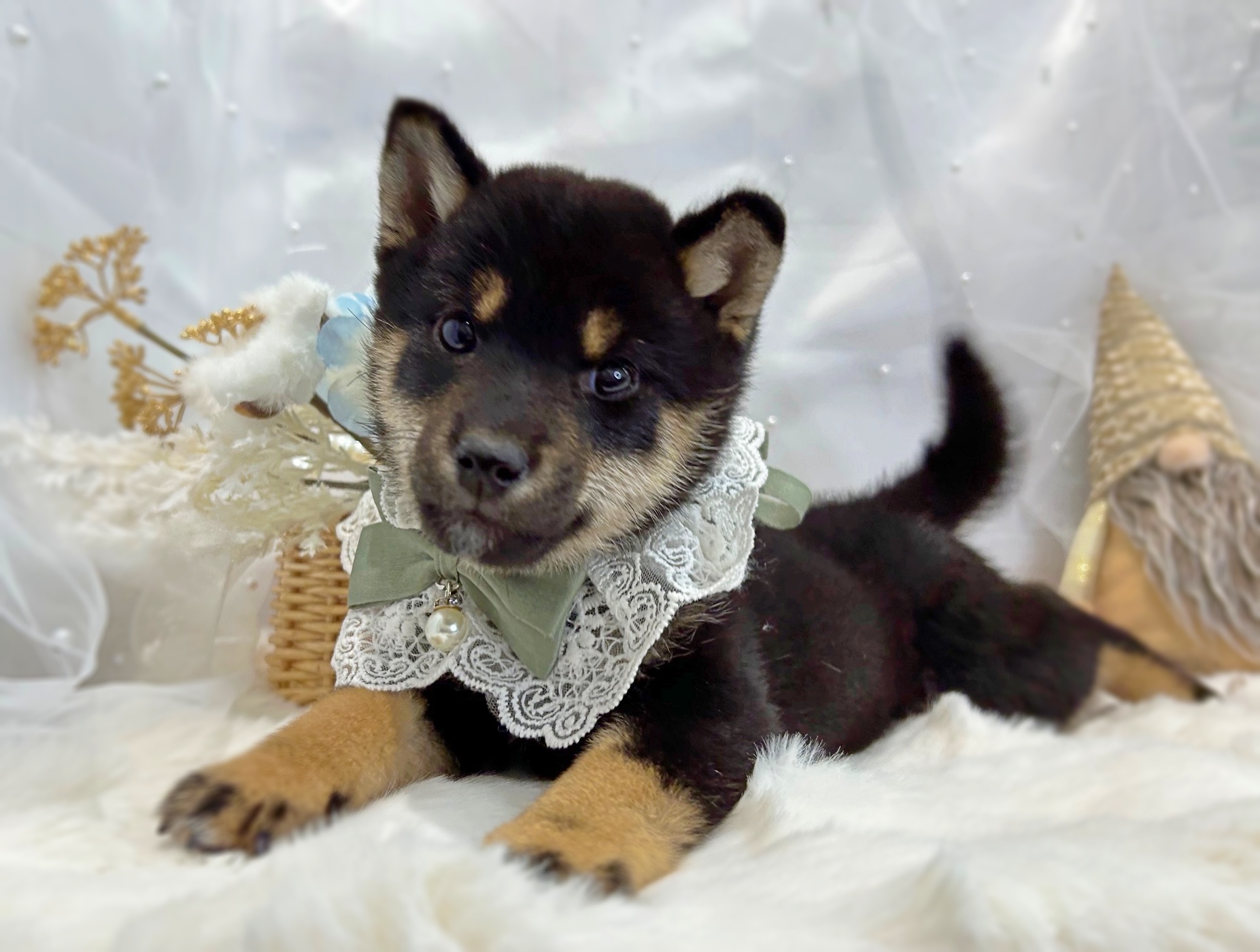 滋賀県の柴犬(標準サイズ) (ペッツワン堅田店/2025年10月22日生まれ/女の子/黒)の子犬