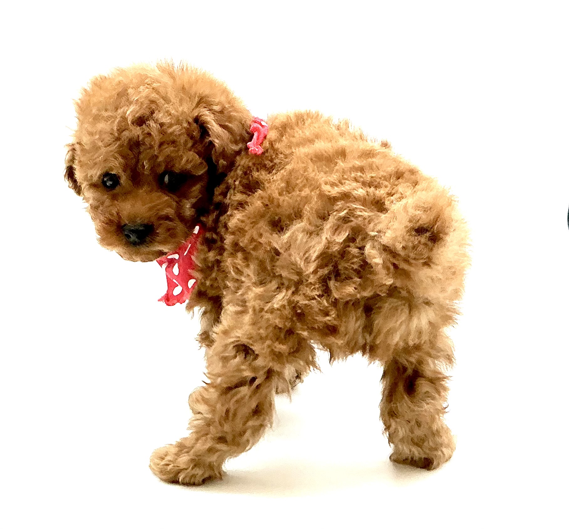 埼玉県のトイプードル(トイ) (ペッツワン鶴ヶ島店/2025年11月11日生まれ/男の子/レッド)の子犬の3枚目の画像