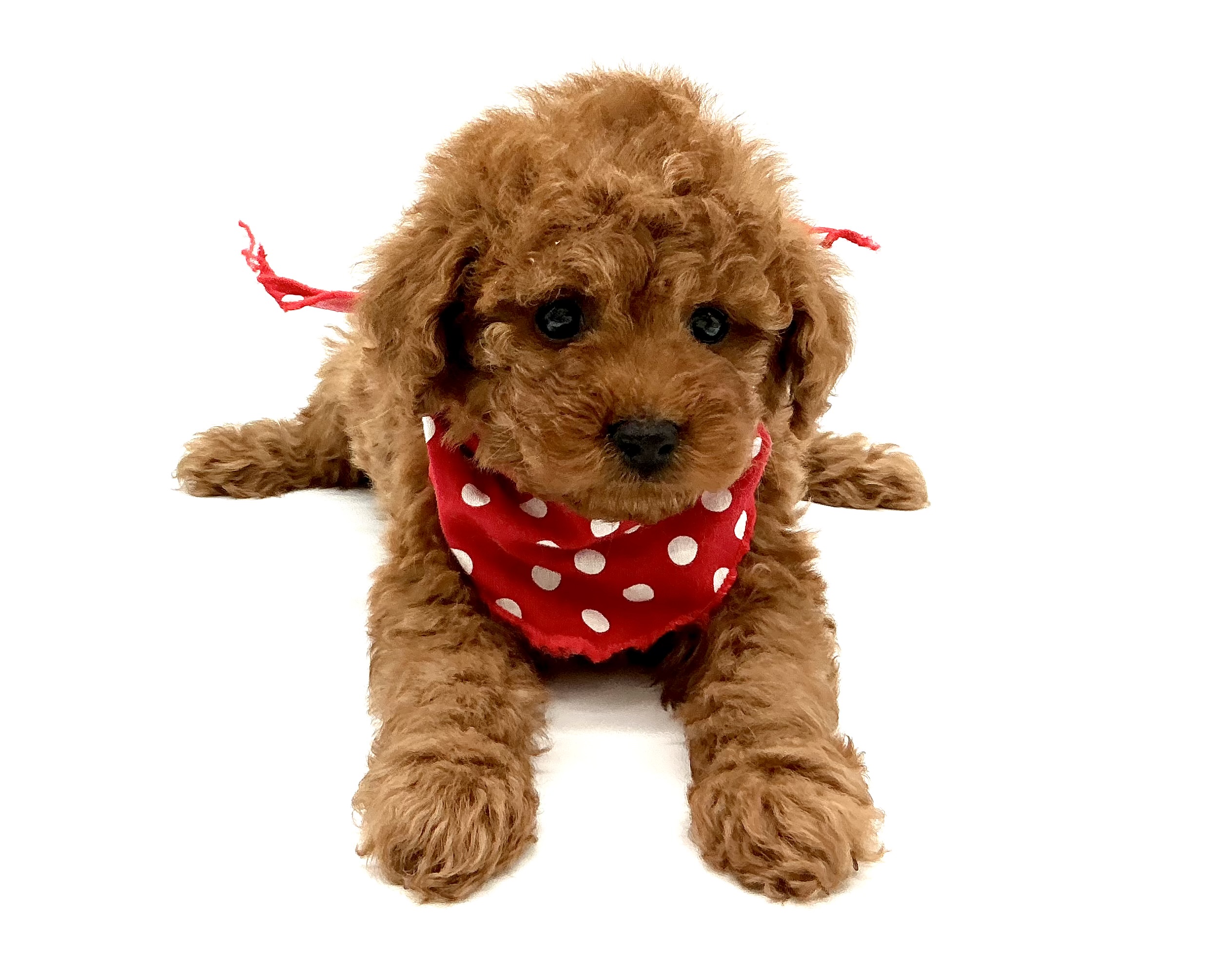 埼玉県のトイプードル(トイ) (ペッツワン鶴ヶ島店/2025年11月11日生まれ/男の子/レッド)の子犬の1枚目の画像