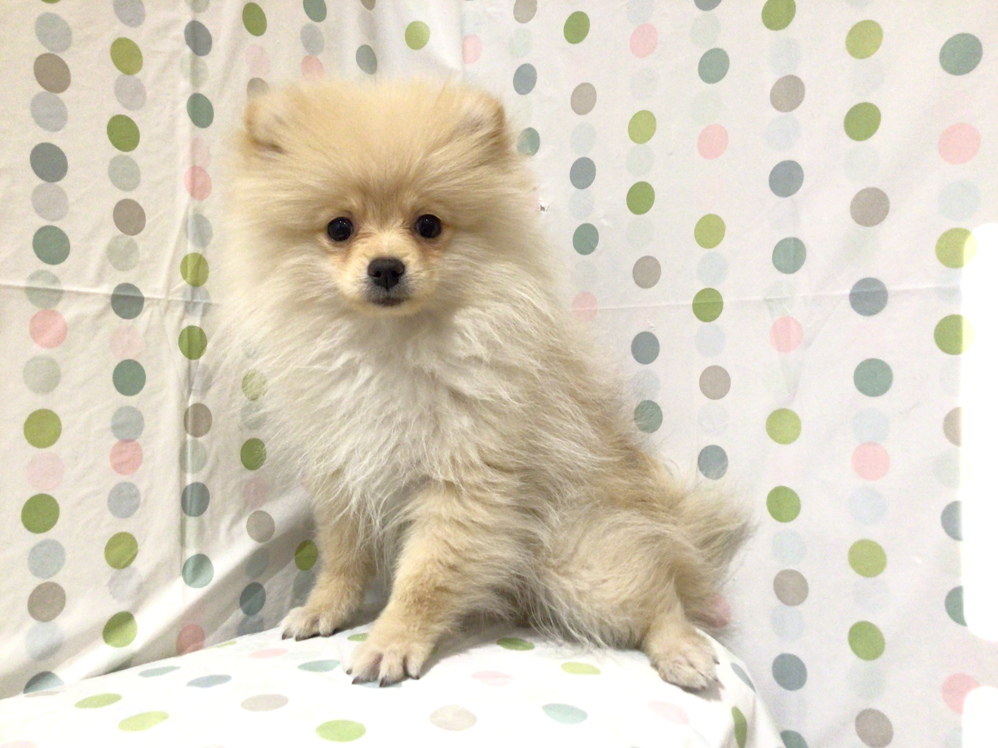 茨城県のポメラニアン (ペッツワン高萩店/2025年9月7日生まれ/男の子/クリーム)の子犬の3枚目の画像