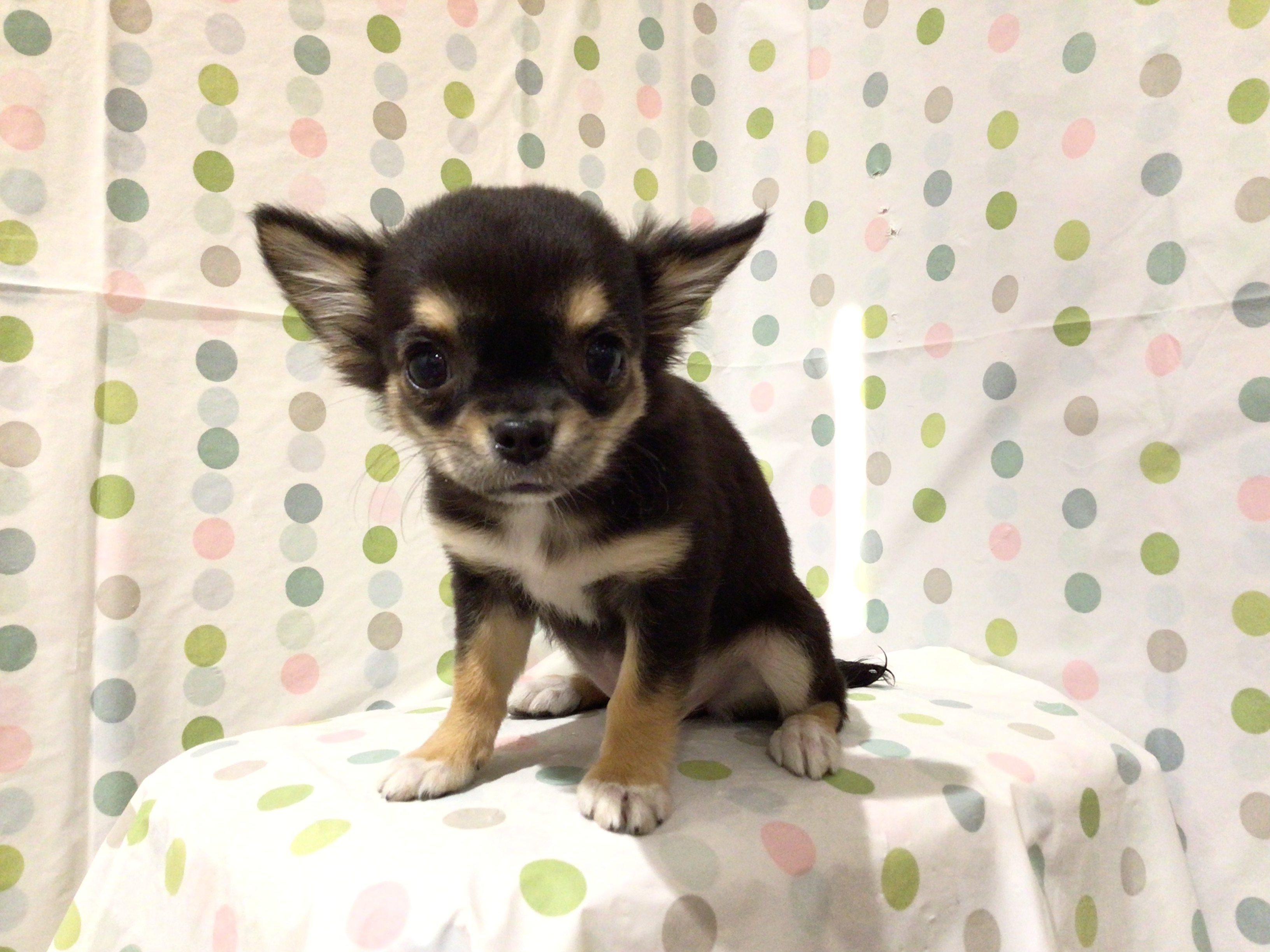 茨城県のチワワ(ロング) (ペッツワン高萩店/2025年10月12日生まれ/女の子/ブラックタンホワイト)の子犬の2枚目の画像