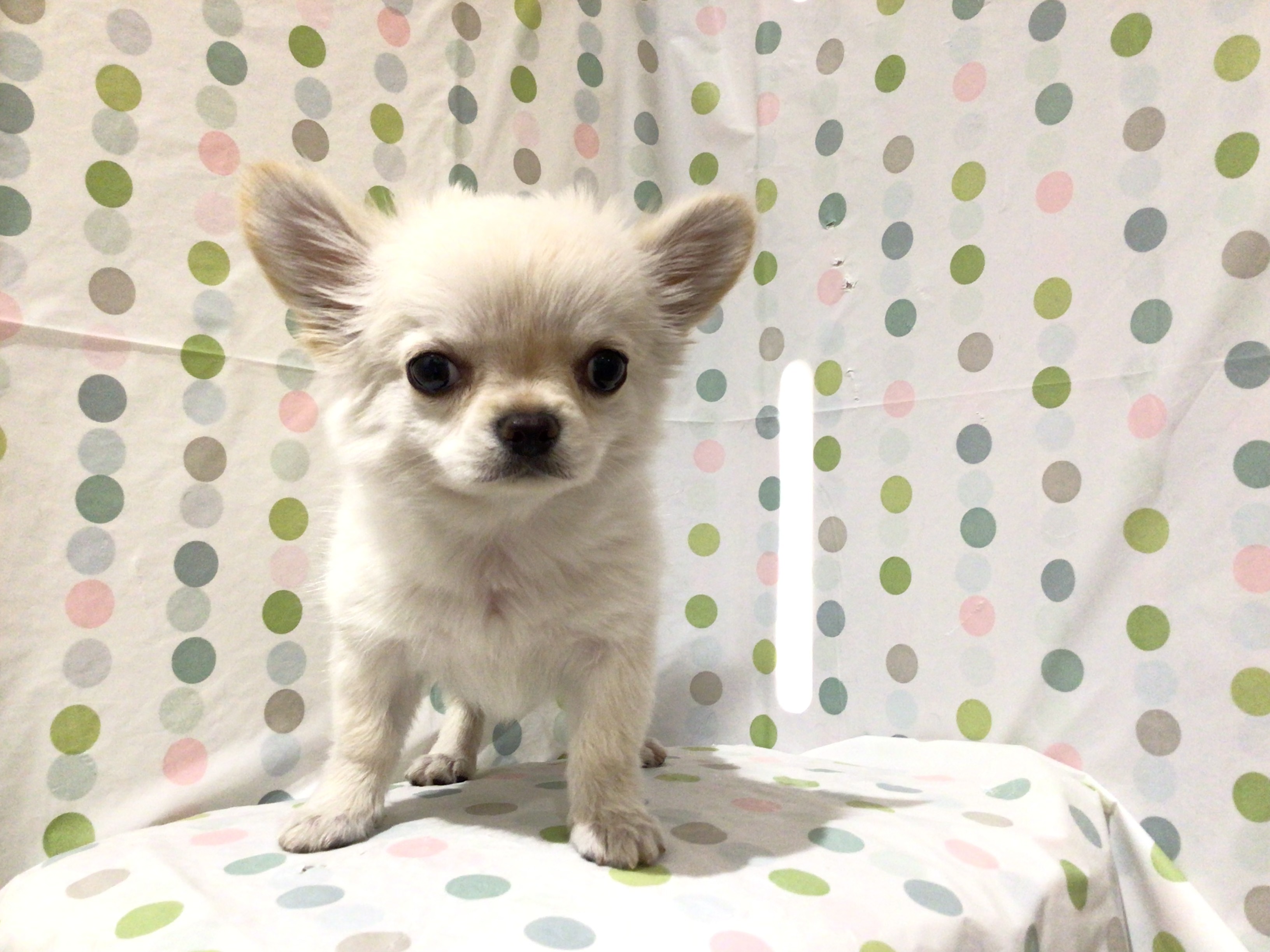 茨城県のチワワ(ロング) (ペッツワン高萩店/2025年10月13日生まれ/男の子/クリーム)の子犬の2枚目の画像