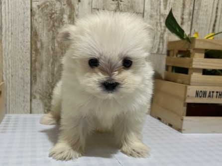 静岡県のハーフ犬・ミックス犬 (ペッツワン浜松都田テクノ店/2025年11月17日生まれ/男の子/ホワイト)の子犬
