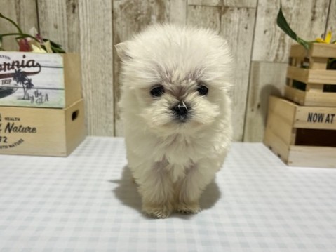 静岡県のハーフ犬・ミックス犬 (ペッツワン浜松都田テクノ店/2025年11月17日生まれ/女の子/ホワイト)の子犬