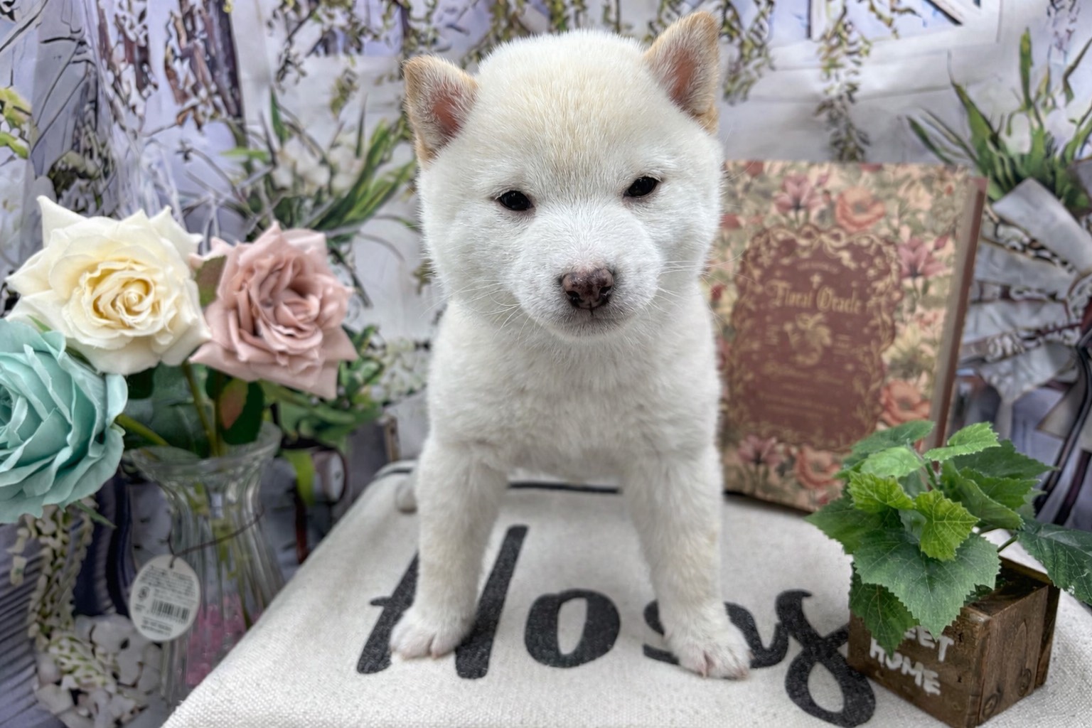 群馬県の豆柴 (ペッツワン前橋小島田店/2025年11月14日生まれ/男の子/ホワイト)の子犬