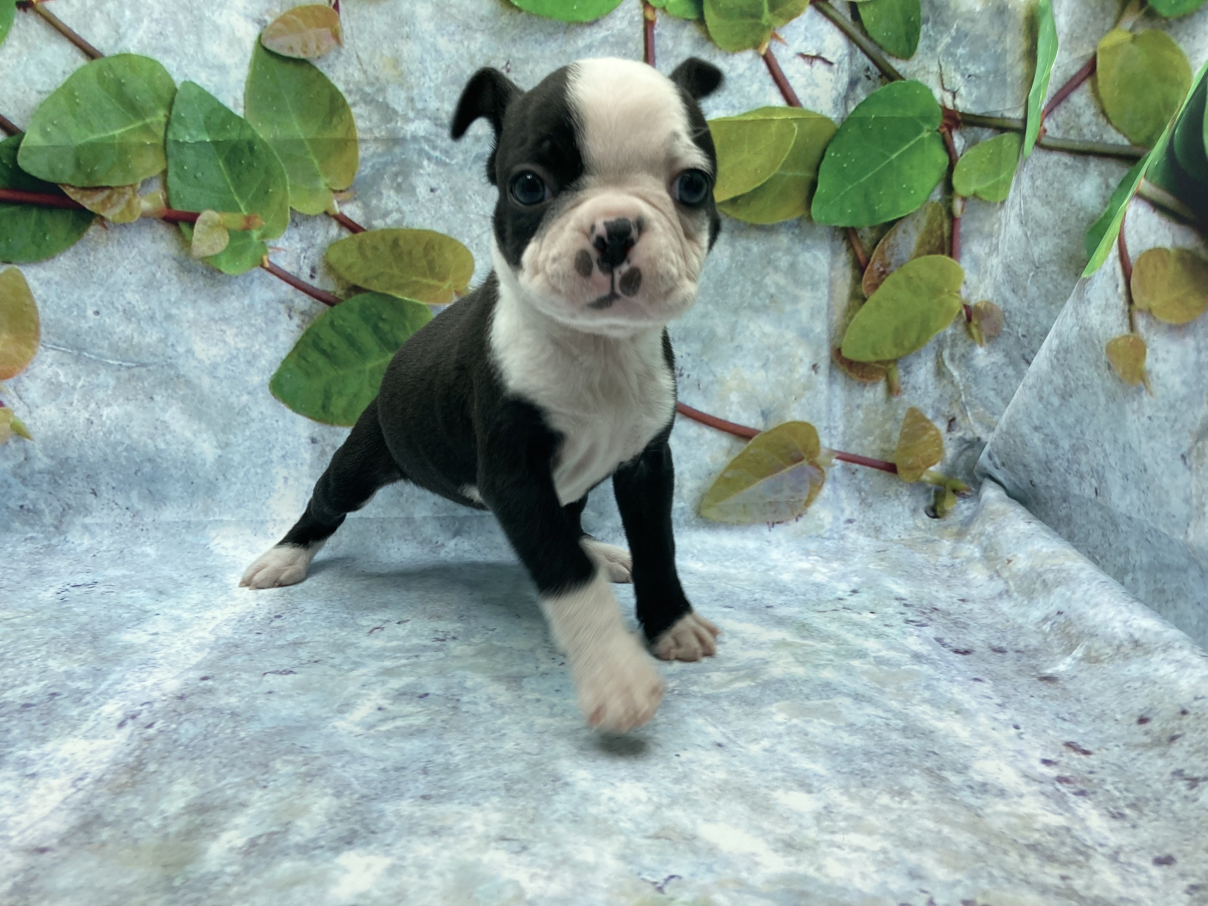 埼玉県のボストンテリア (ペッツワン北本店/2025年11月16日生まれ/女の子/ボストンカラー)の子犬の2枚目の画像