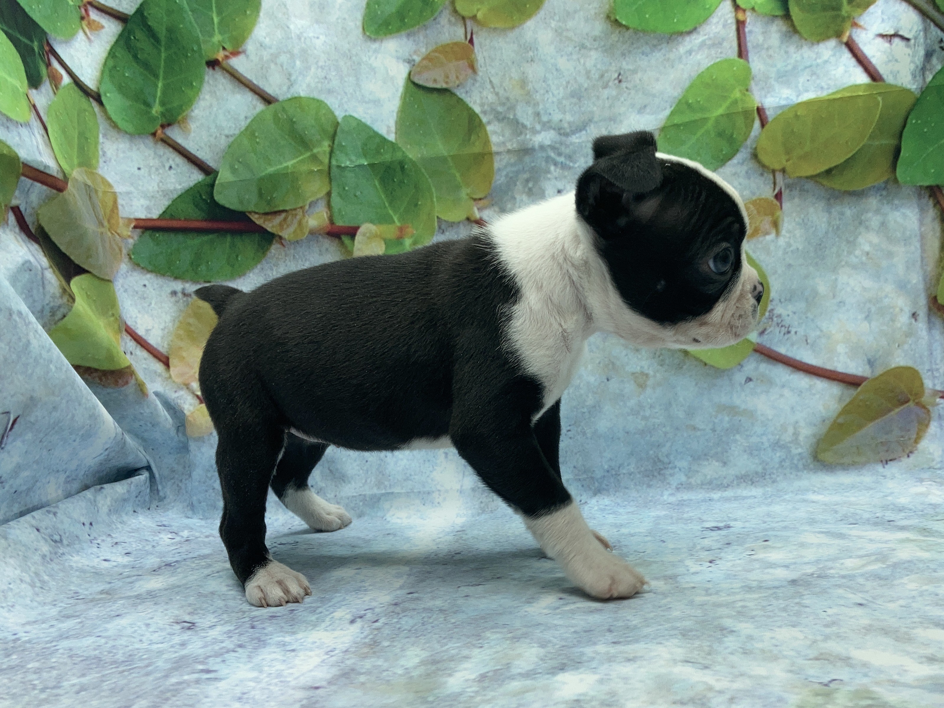 埼玉県のボストンテリア (ペッツワン北本店/2025年11月16日生まれ/女の子/ボストンカラー)の子犬の3枚目の画像