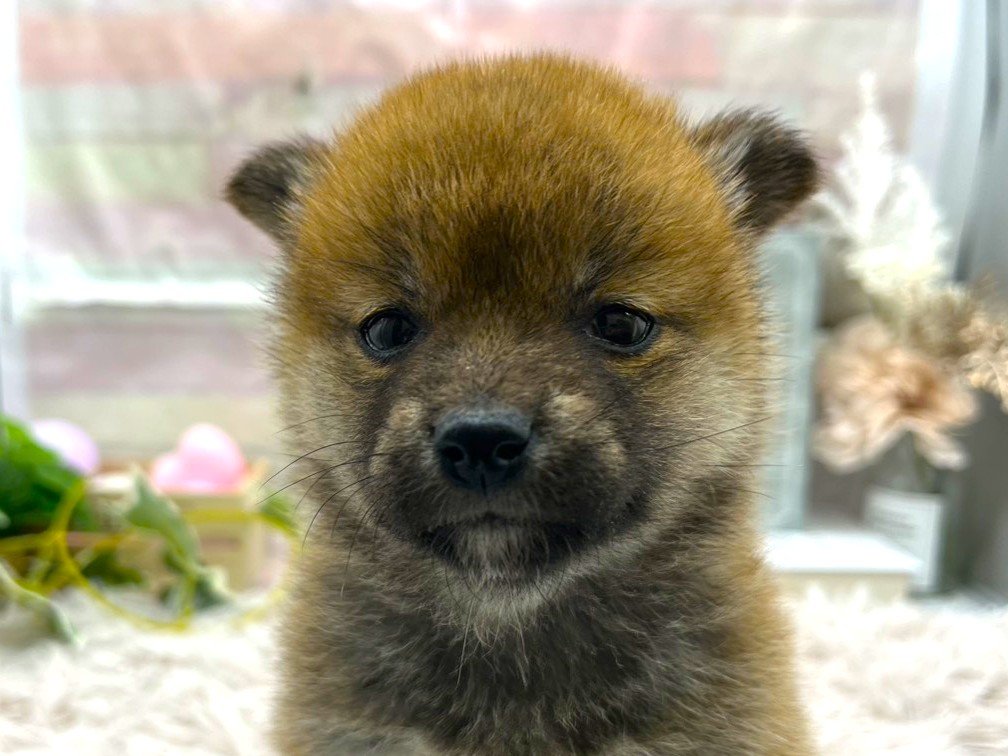 静岡県の豆柴 (ペッツワン掛川店/2025年11月15日生まれ/女の子/その他色)の子犬