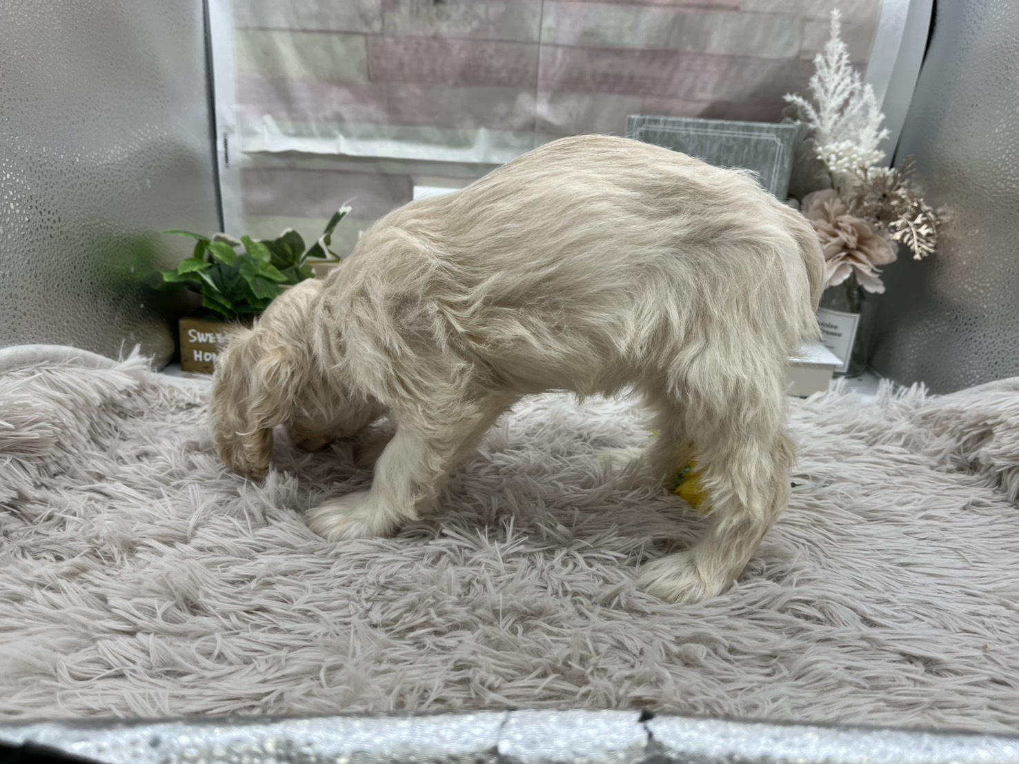 静岡県のアメリカンコッカースパニエル (ペッツワン掛川店/2025年11月12日生まれ/女の子/その他色)の子犬の3枚目の画像