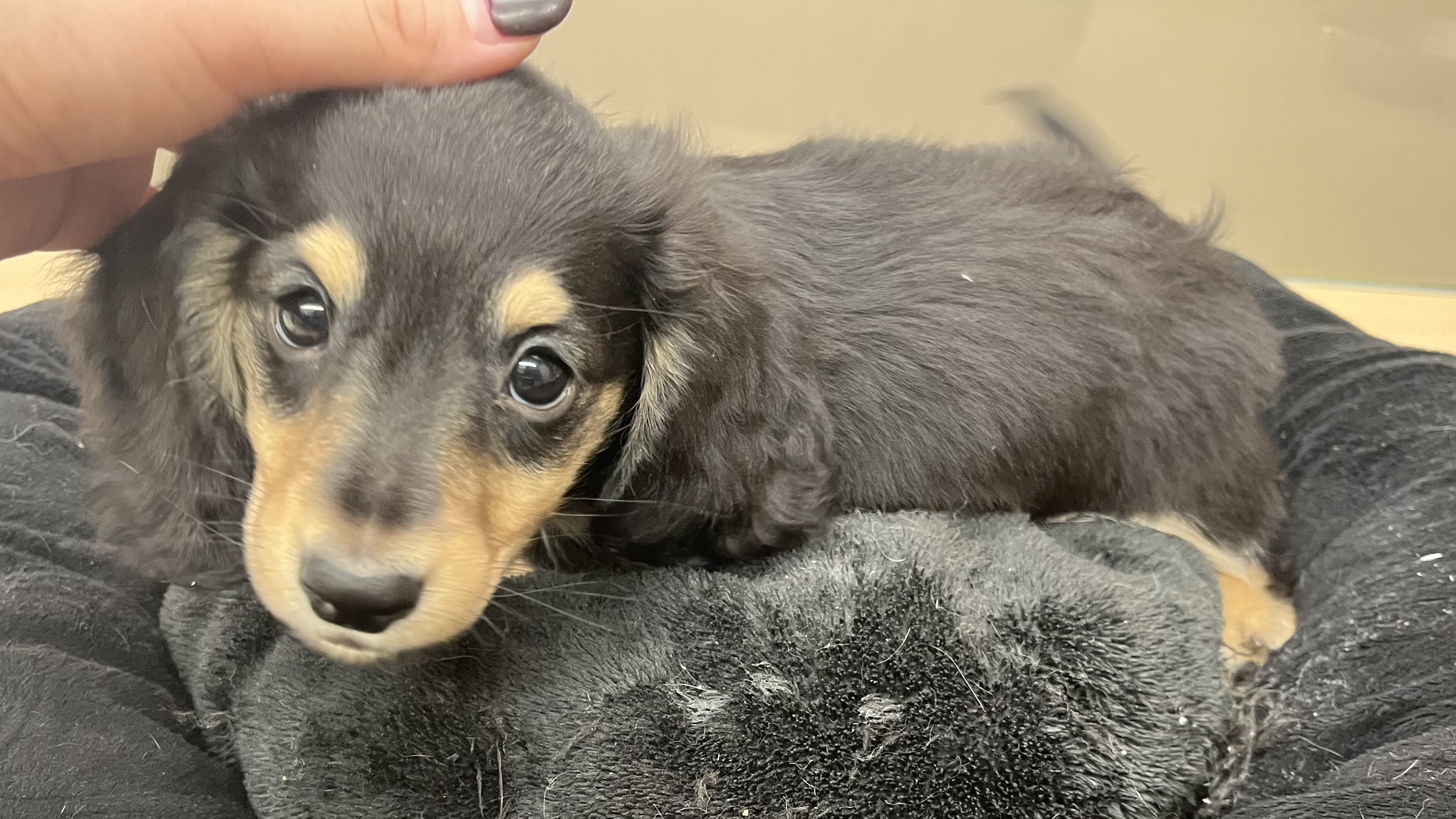 ミニチュア・ダックスフンド - 富津店 | ペッツワン