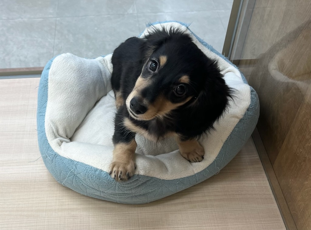 ミニチュア・ダックスフンド - 富津店 | ペッツワン