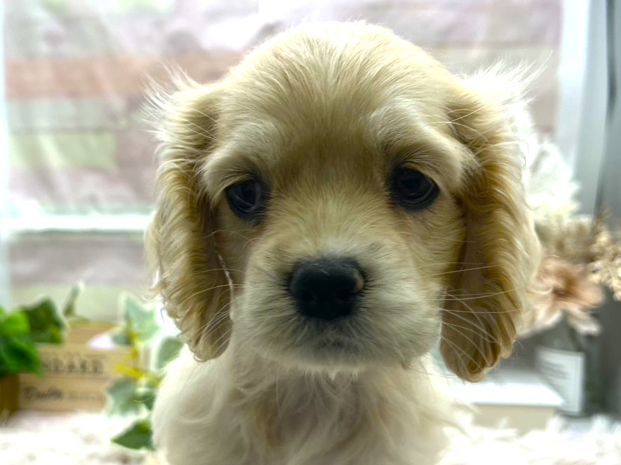 静岡県のアメリカンコッカースパニエル (ペッツワン掛川店/2025年11月12日生まれ/女の子/その他色)の子犬の1枚目の画像