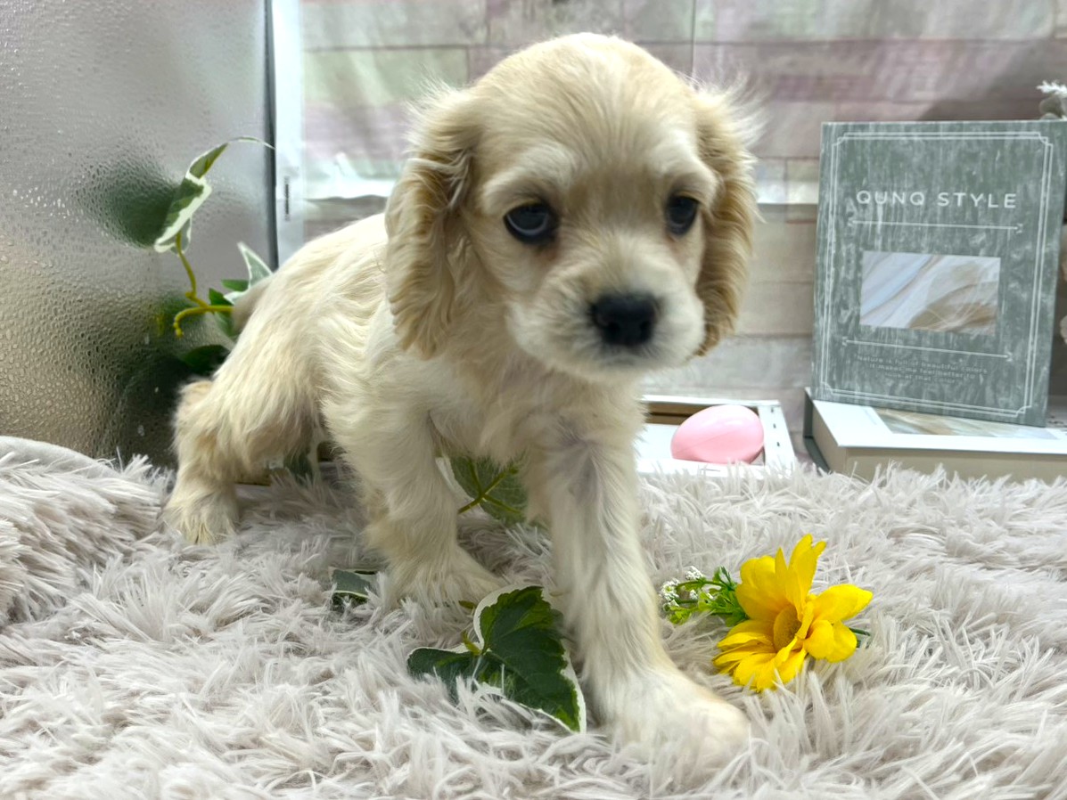 静岡県のアメリカンコッカースパニエル (ペッツワン掛川店/2025年11月12日生まれ/女の子/その他色)の子犬の2枚目の画像