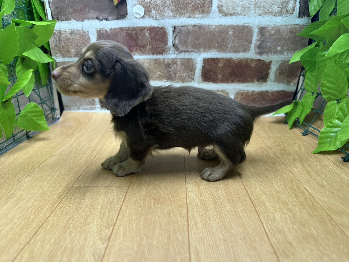 福島県のミニチュアダックスフンド(ロング) (ペッツワン白河モール店/2025年11月13日生まれ/男の子/チョコレートイエロー)の子犬の3枚目の画像