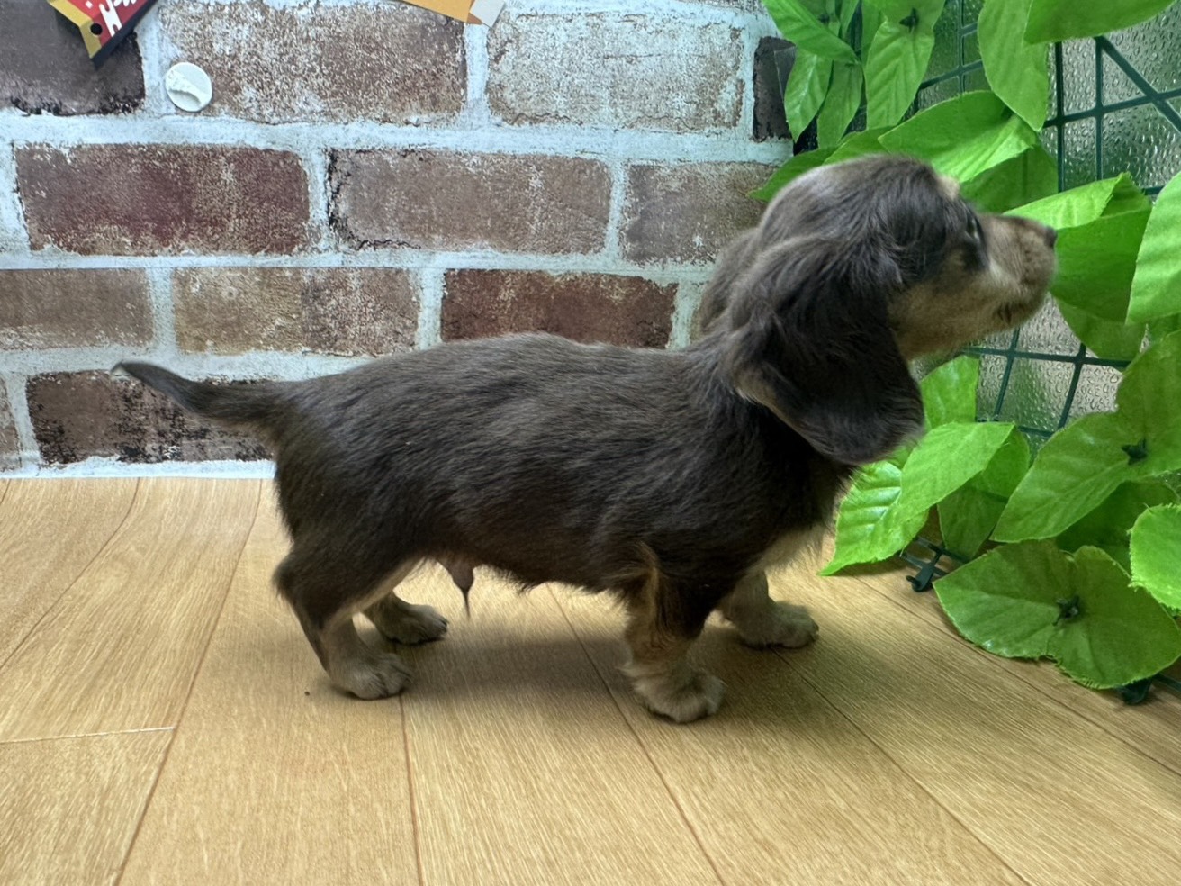 福島県のミニチュアダックスフンド(ロング) (ペッツワン白河モール店/2025年11月13日生まれ/男の子/チョコレートイエロー)の子犬の2枚目の画像