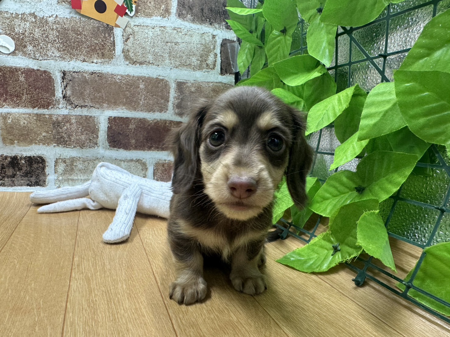 福島県のミニチュアダックスフンド(ロング) (ペッツワン白河モール店/2025年11月13日生まれ/男の子/チョコレートイエロー)の子犬