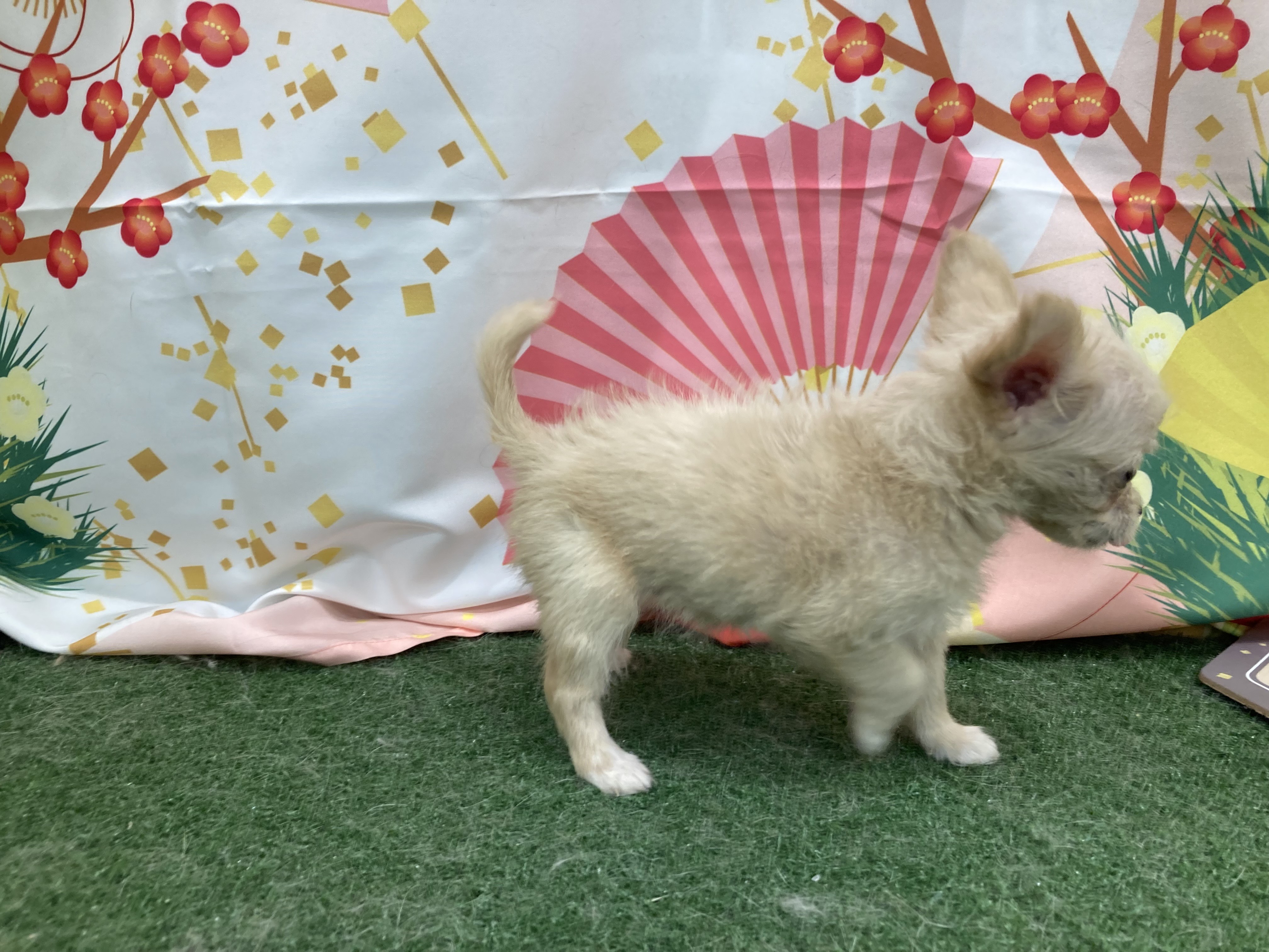 静岡県のハーフ犬・ミックス犬 (ペッツワン清水店/2025年11月9日生まれ/女の子/クリーム)の子犬の2枚目の画像