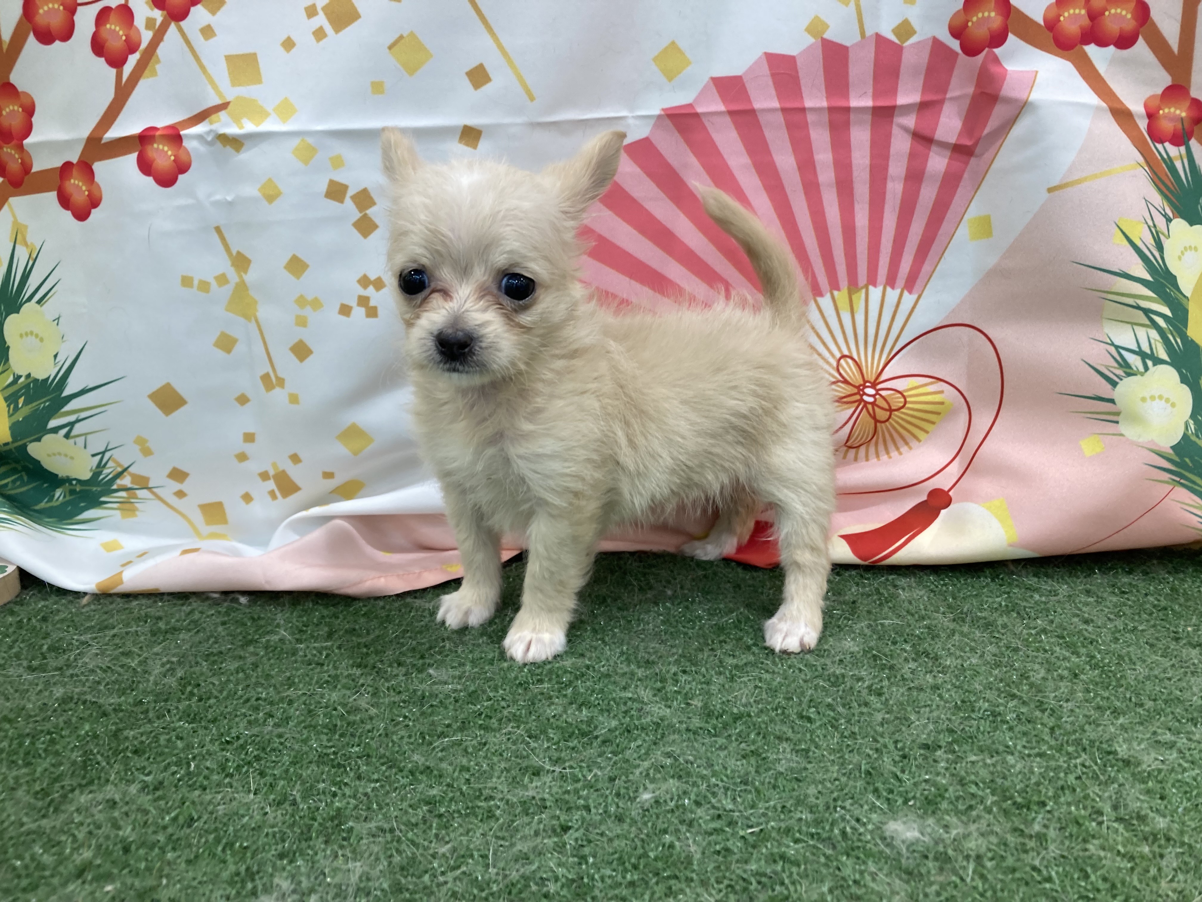 静岡県のハーフ犬・ミックス犬 (ペッツワン清水店/2025年11月9日生まれ/女の子/クリーム)の子犬の1枚目の画像