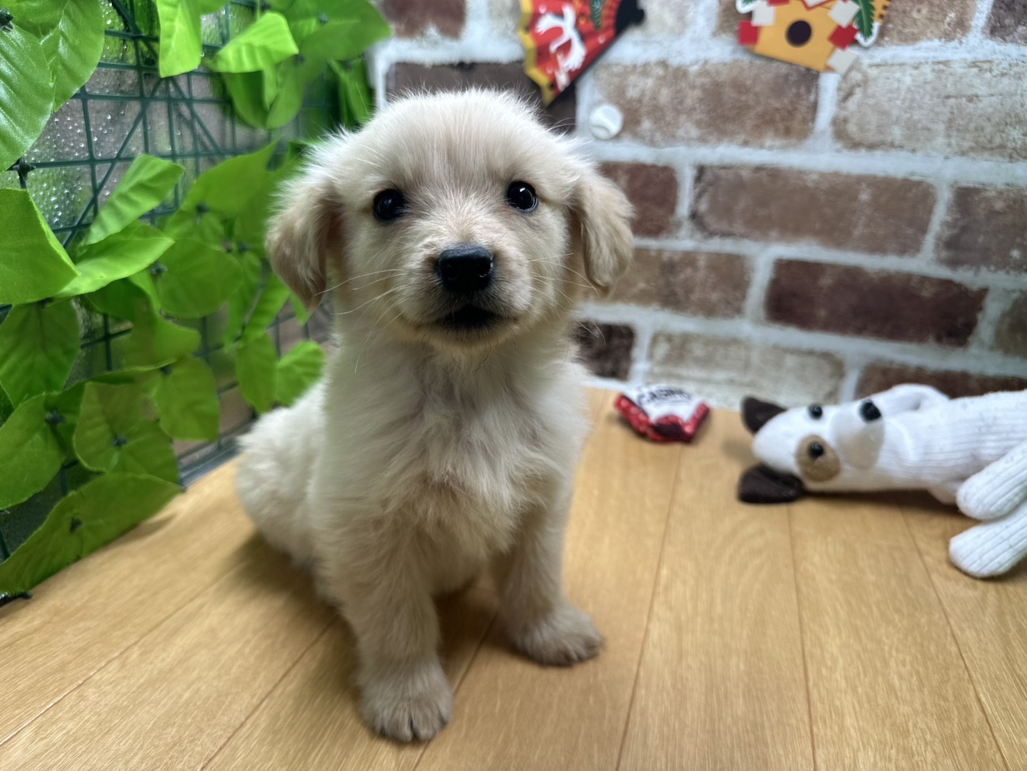 福島県のゴールデンレトリバー (ペッツワン白河モール店/2025年11月16日生まれ/男の子/ゴールデン)の子犬