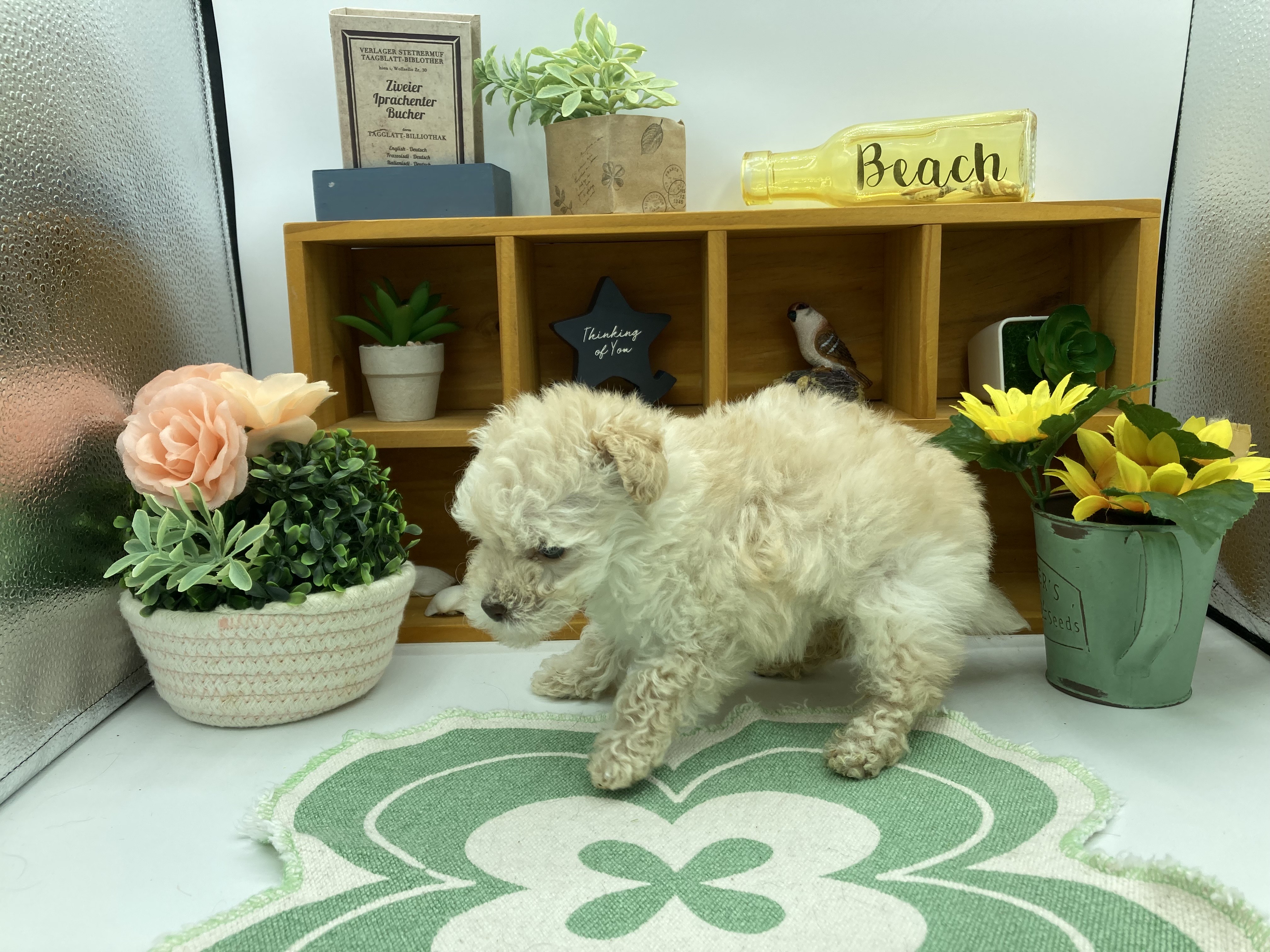 静岡県のトイプードル(トイ) (ペッツワン清水店/2025年11月9日生まれ/女の子/クリーム)の子犬の3枚目の画像