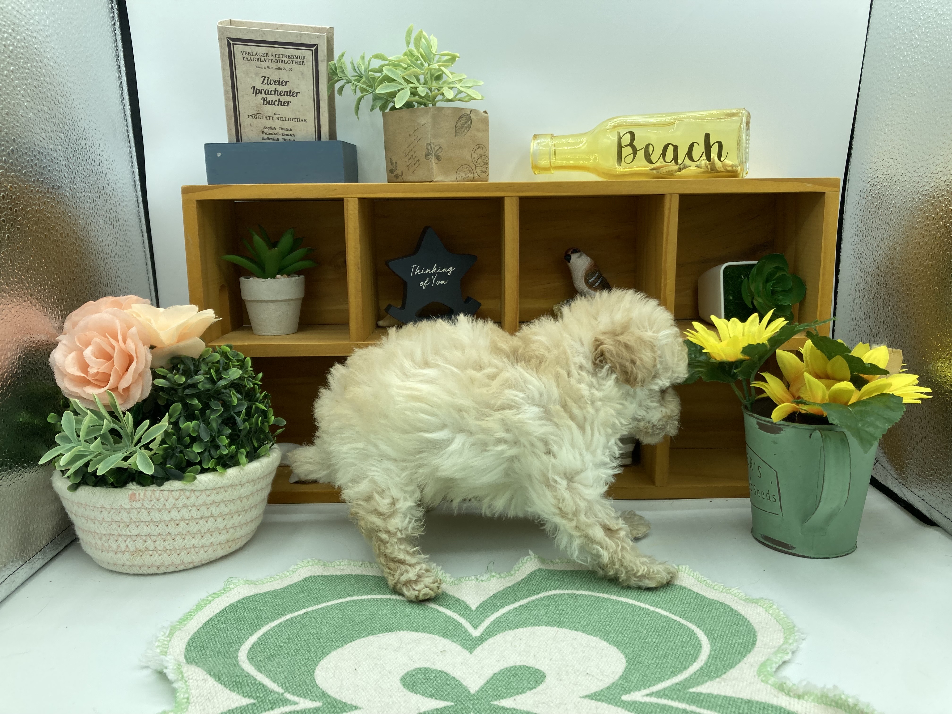 静岡県のトイプードル(トイ) (ペッツワン清水店/2025年11月9日生まれ/女の子/クリーム)の子犬の2枚目の画像