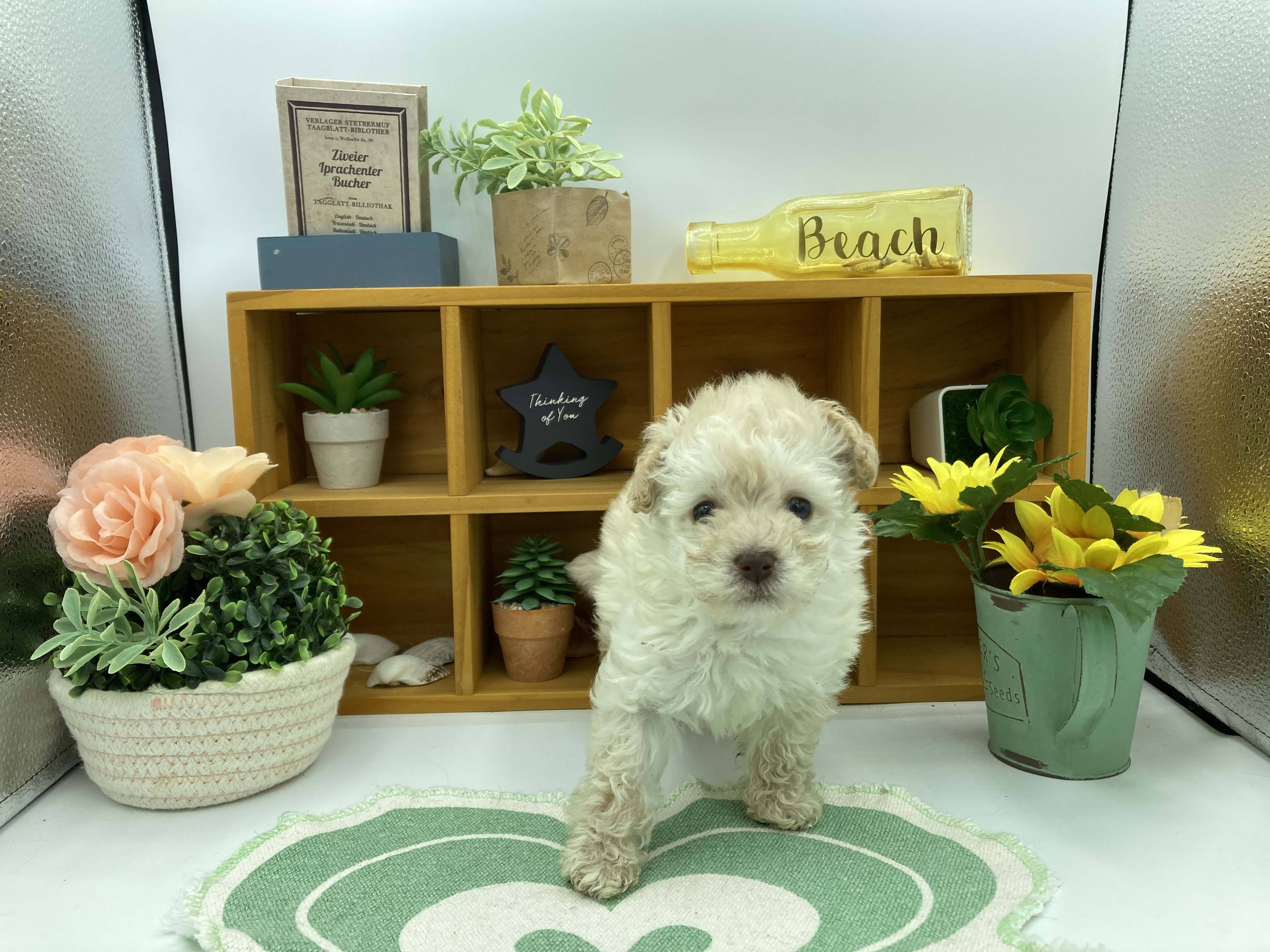 静岡県のトイプードル(トイ) (ペッツワン清水店/2025年11月9日生まれ/女の子/クリーム)の子犬の1枚目の画像