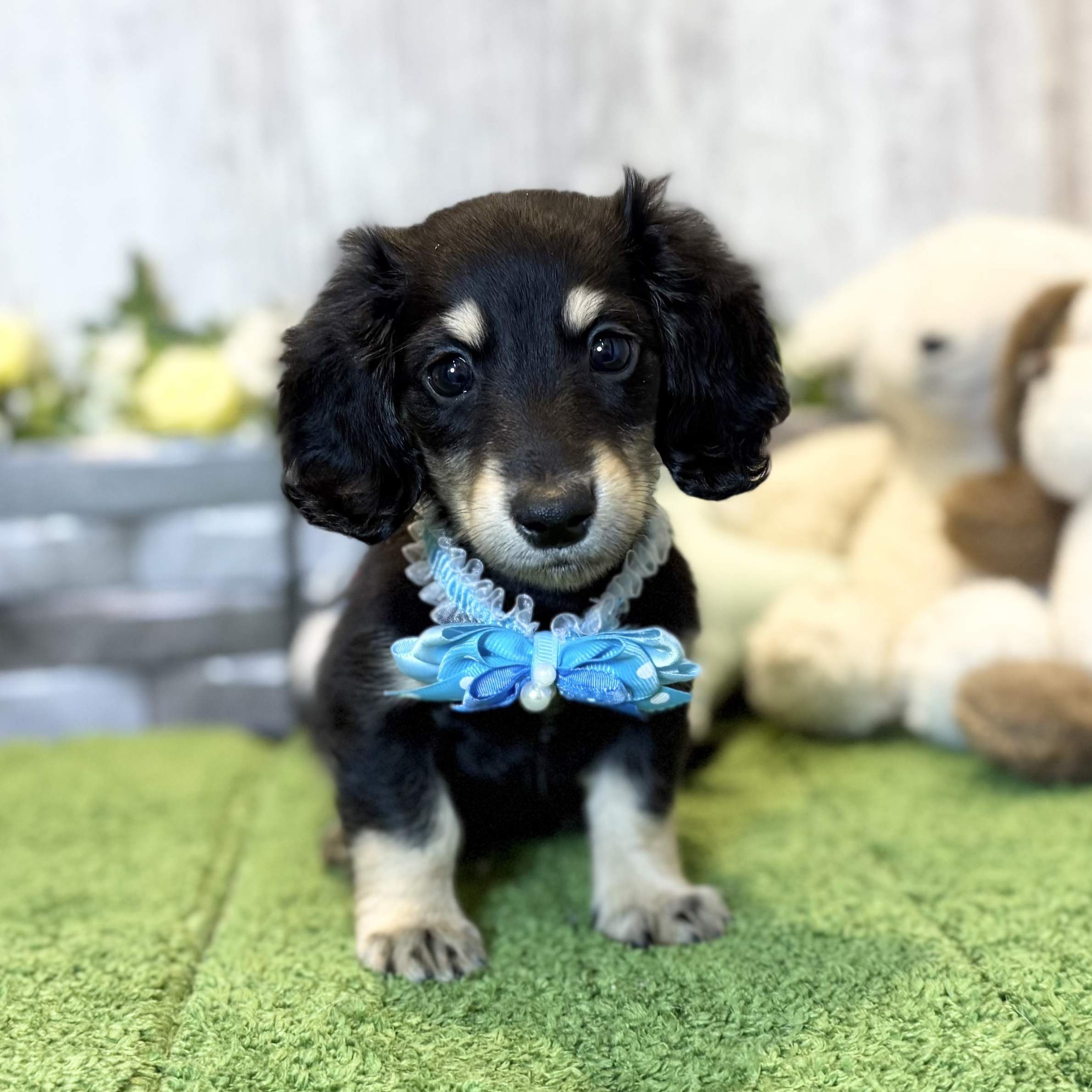 兵庫県のミニチュアダックスフンド(ロング) (ペッツワン姫路大津店/2025年11月10日生まれ/男の子/ブラックタン)の子犬の1枚目の画像