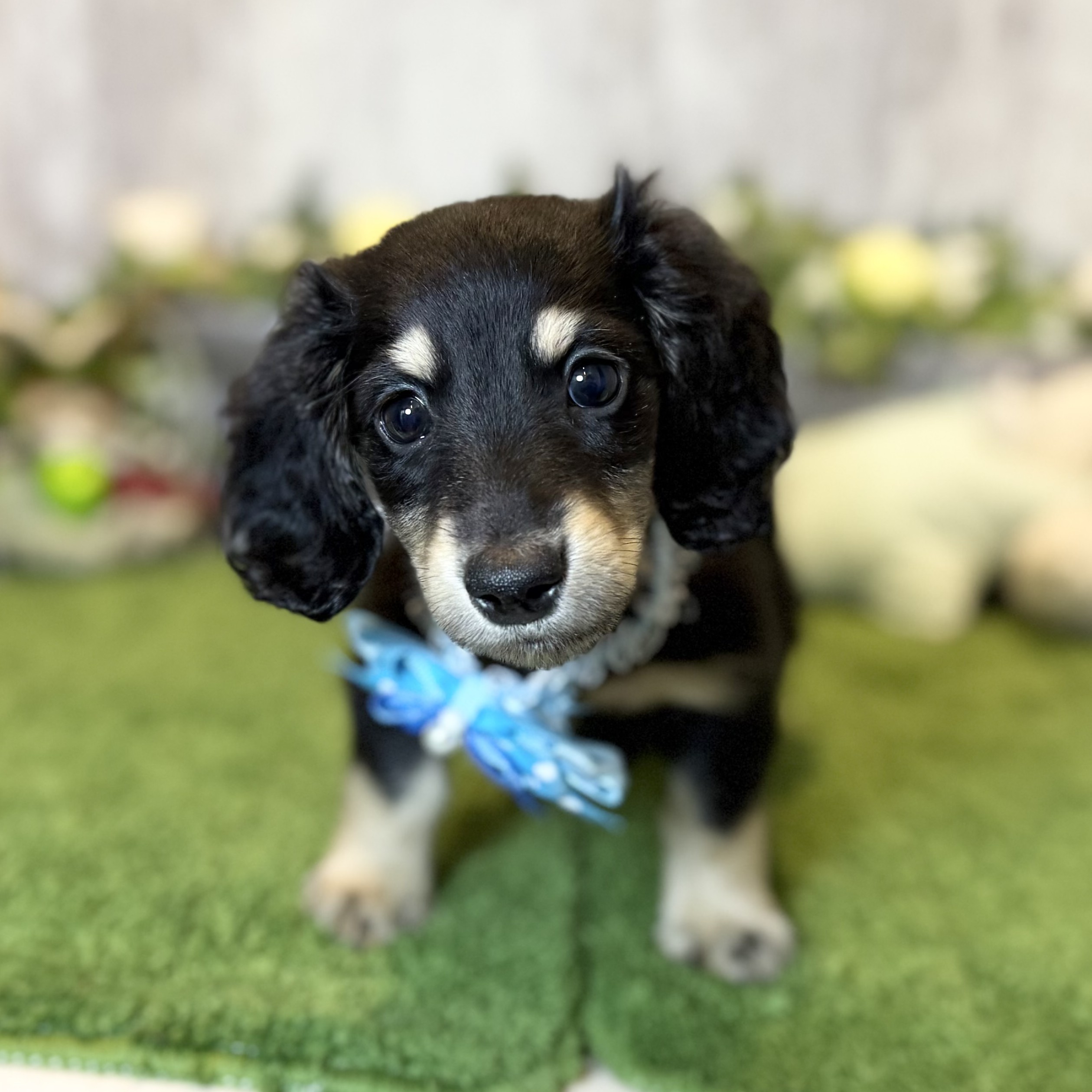 兵庫県のミニチュアダックスフンド(ロング) (ペッツワン姫路大津店/2025年11月10日生まれ/男の子/ブラックタン)の子犬の3枚目の画像