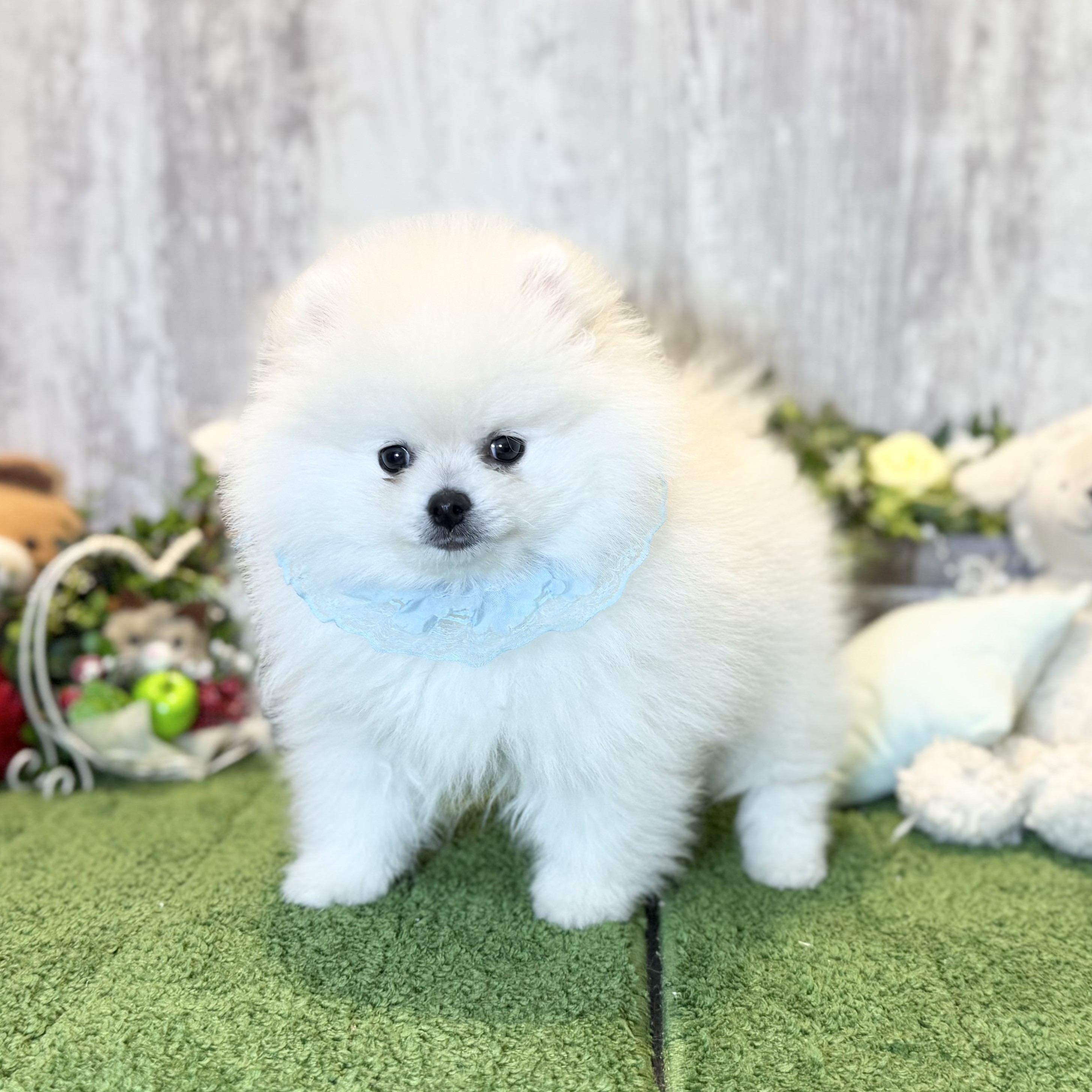 兵庫県のポメラニアン (ペッツワン姫路大津店/2025年11月10日生まれ/男の子/クリーム)の子犬の2枚目の画像